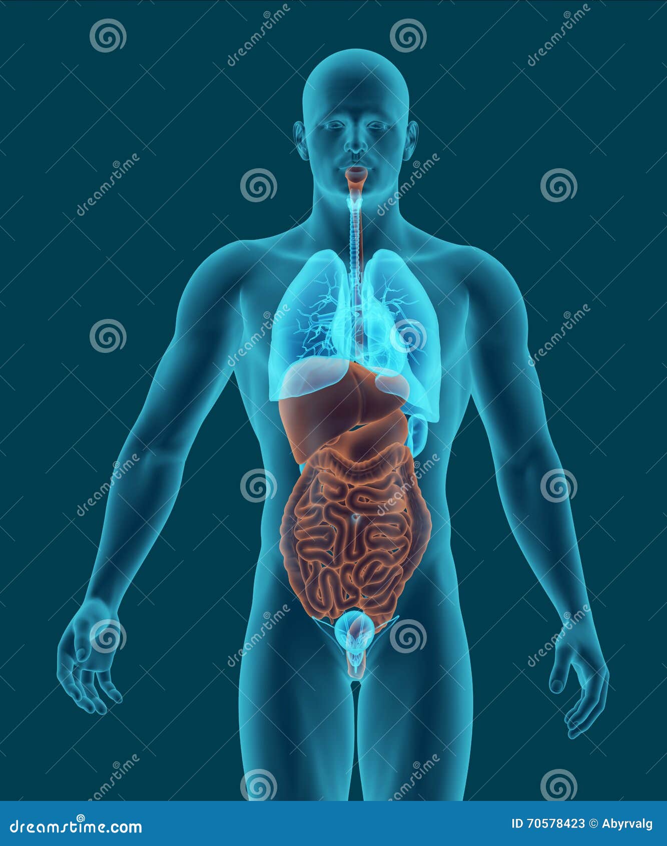 Le Corps Humain Avec Les Organes Internes 3d D Appareil Digestif Rendent Illustration Stock Illustration Du Illustration Rendez Le Corps Humain Avec Les Organes Internes 3d D Appareil Digestif Rendent Illustration Stock Illustration Du Illustration Rendez