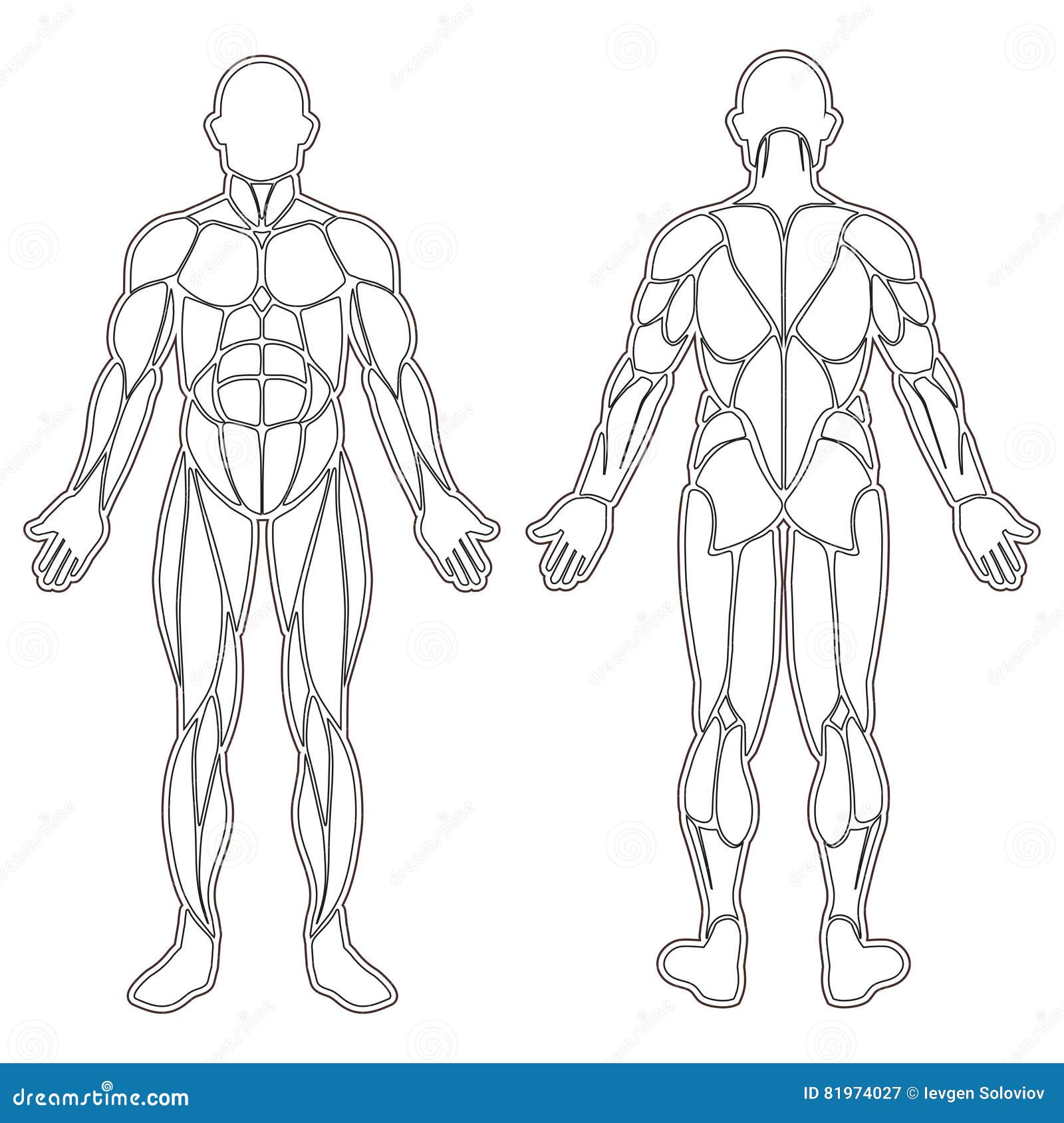 Silhouette Corps Humain Vierge à Imprimer Le Corps Humain Muscles La Silhouette Illustration de Vecteur