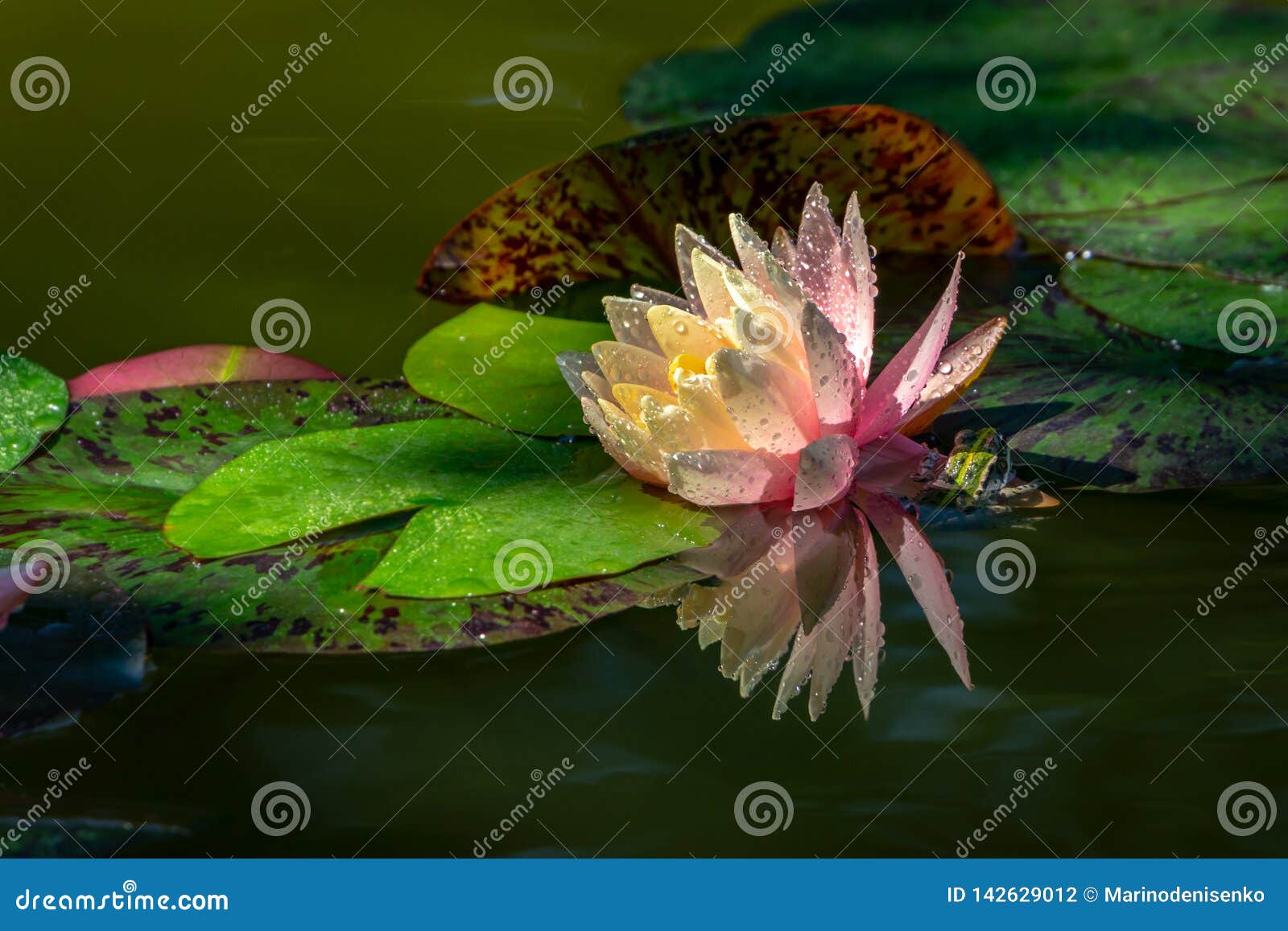 Les feuilles magiques du lotus sacré