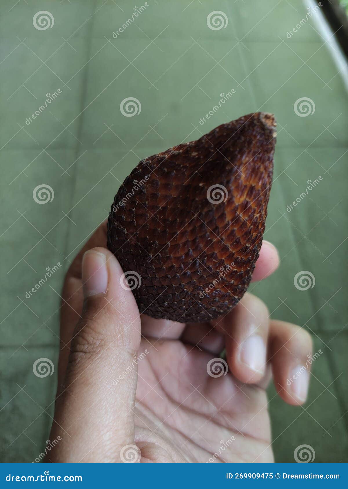 Le Fruit Du Serpent Est Une Sorte De Palme Aux Fruits Comestibles Image