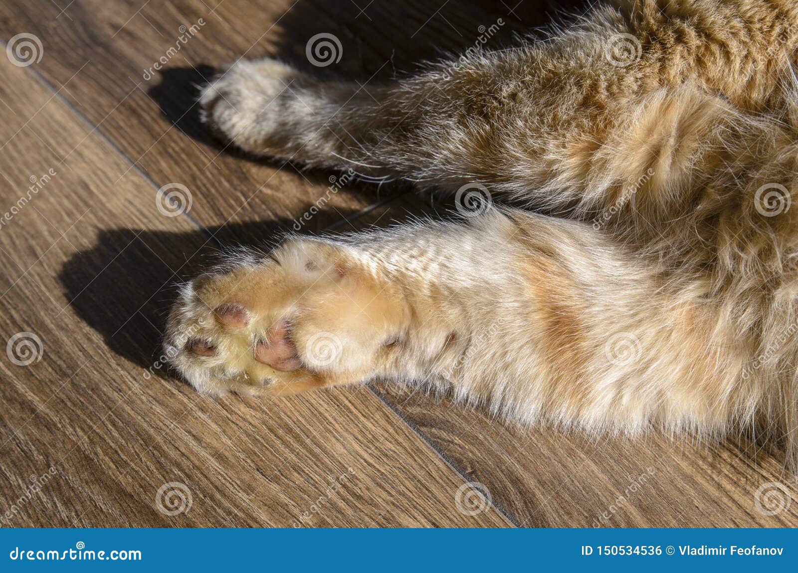 Le Grand Chat Rouge Adulte Le Chat Est La Patte Avant Tres Endolorie Patte Gonflee En Raison De La Morsure De Serpent Le Concep Photo Stock Image Du Kitty Chaton