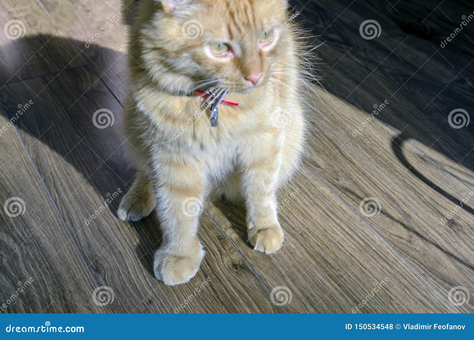 Le Grand Chat Rouge Adulte Le Chat Est La Patte Avant Tres Endolorie Patte Gonflee En Raison De La Morsure De Serpent Le Concep Photo Stock Image Du Treatment Rouge