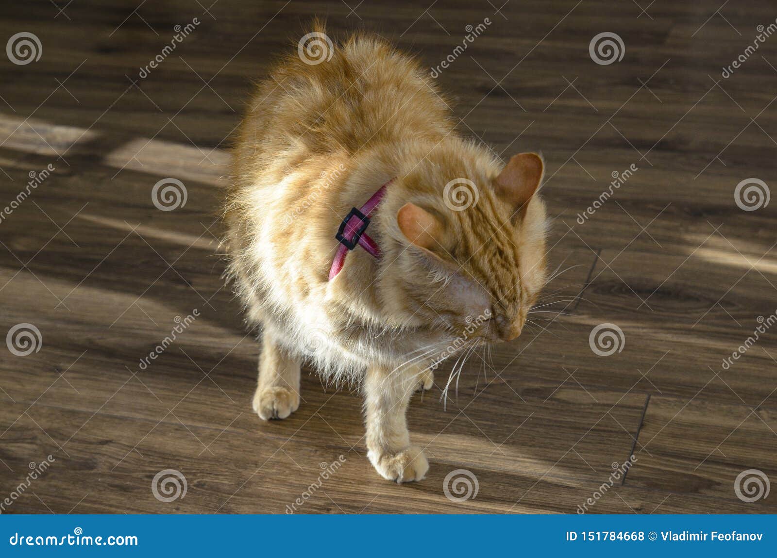 Le Grand Chat Rouge Adulte Le Chat Est La Patte Avant Tres Endolorie Patte Gonflee En Raison De La Morsure De Serpent Photo Stock Image Du Jeune Fond