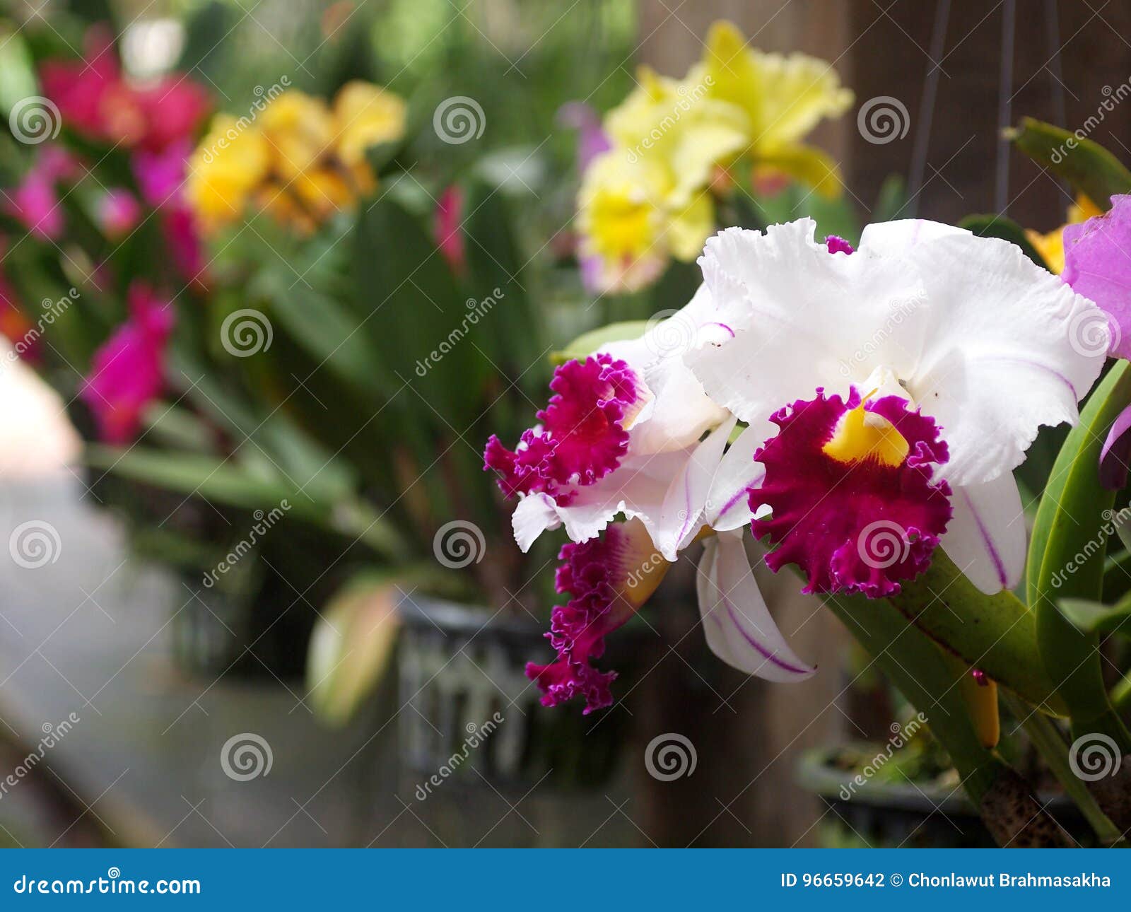 Le grand jardin jaune violet rose blanc mou coloré de couleur décorent des fleurs d'orchidées sur un pot accrochant sous le foyer sélectif extérieur d'éclairage naturel avec le fond vert romantique de tache floue