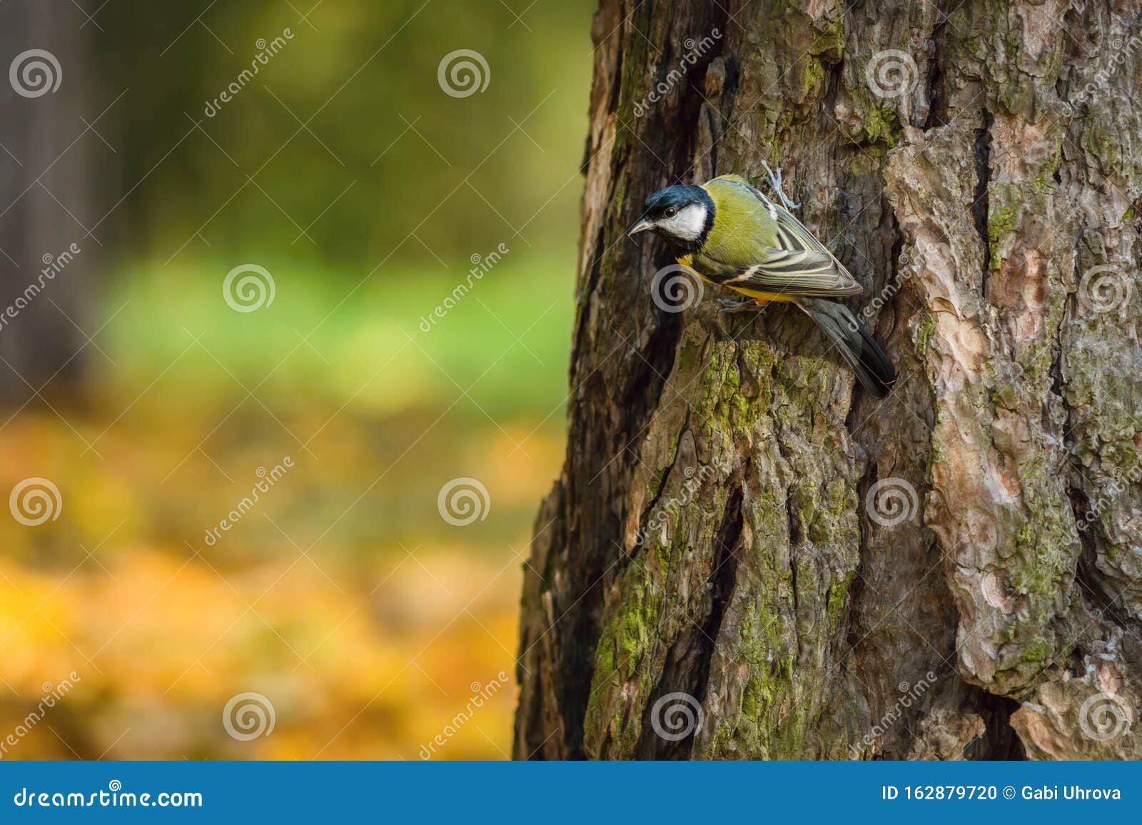 le grand metit un petit passereau dans une foret photo stock image du brun automne 162879720