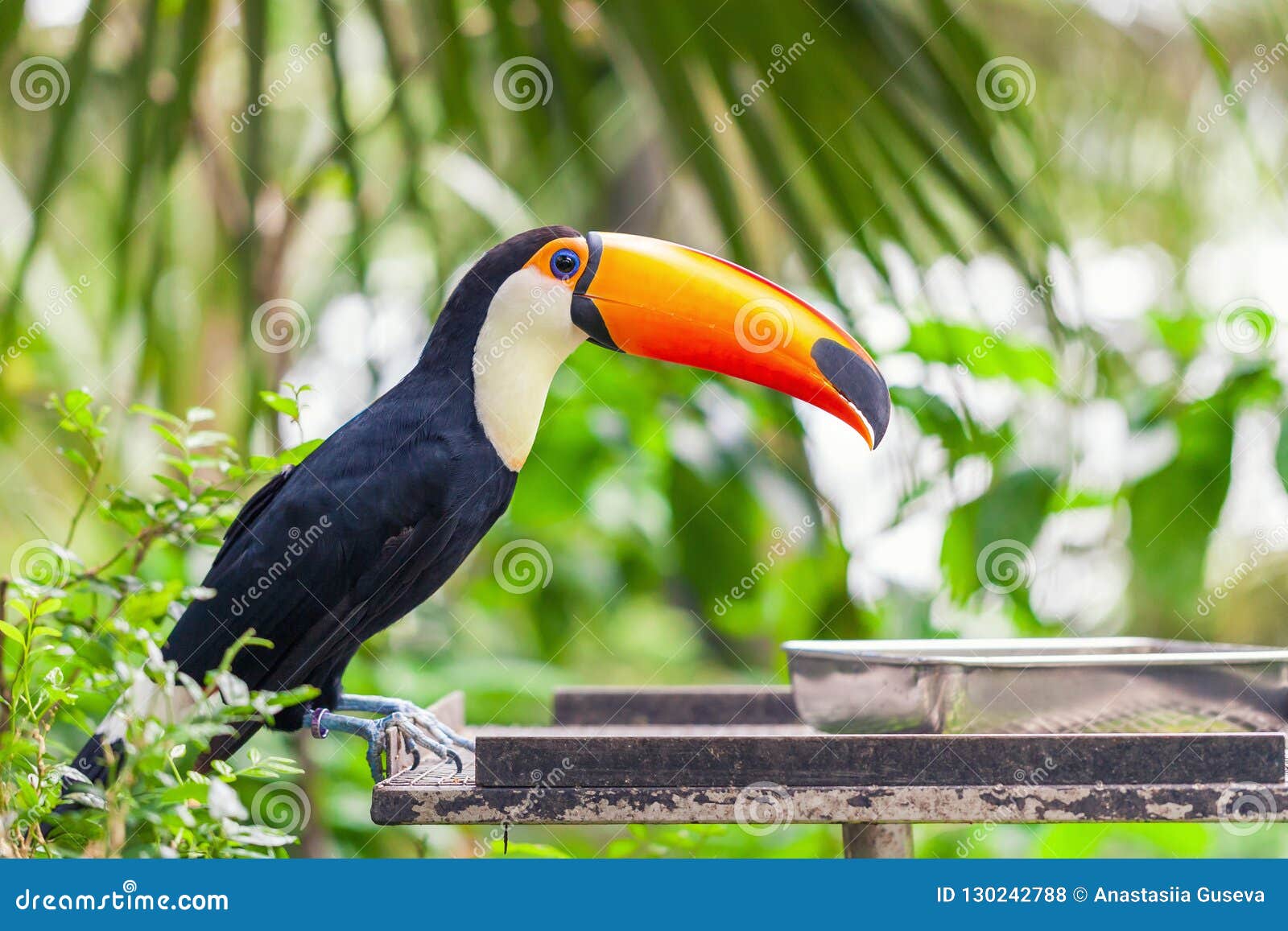 Le Grand Toucan Noir Avec Un Bec Orange Se Repose Sur Une
