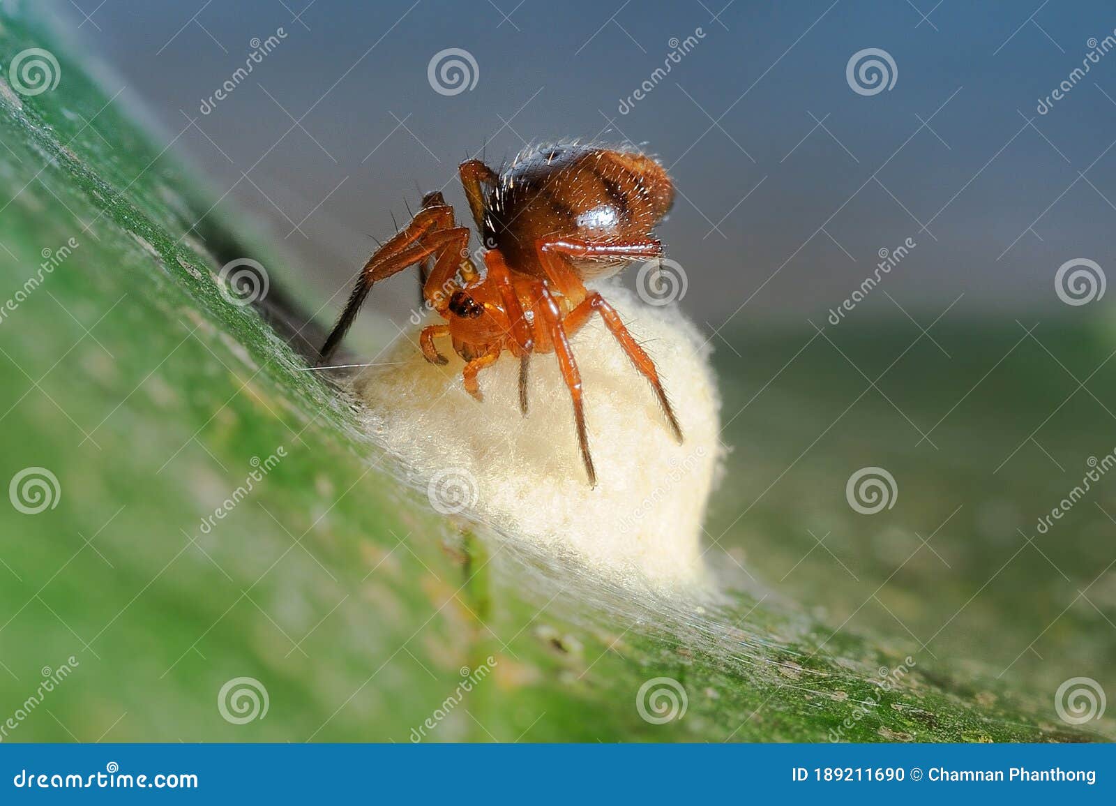 Le Gros Plan D Une Petite Araignee Rouge Construit Son Nid Photo Stock Image Du Emboitement Centrale Le Gros Plan D Une Petite Araignee Rouge Construit Son Nid Photo Stock Image Du Emboitement Centrale