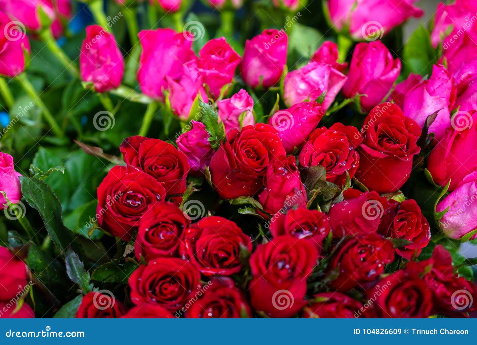 Le Groupe De Belle Fleur Rouge Et Rose Lumineuse Fraiche De Rose De Couleur Avec Le Jet D Eau Et Le Vert Laisse Le Fond Se Vendan Image Stock Image Du Fleuriste Le Groupe De Belle Fleur Rouge Et Rose Lumineuse Fraiche De Rose De Couleur Avec Le Jet D Eau Et Le Vert Laisse Le Fond Se Vendan Image Stock Image Du Fleuriste