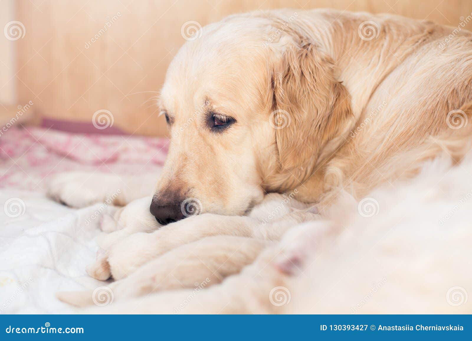 Le Groupe De Chiots Nouveau Nes De Golden Retriever Ont Le Lait De La Maman Dans La Boite En Bois Le Chien De Maman Prend Soin De Image Stock Image Du Maman