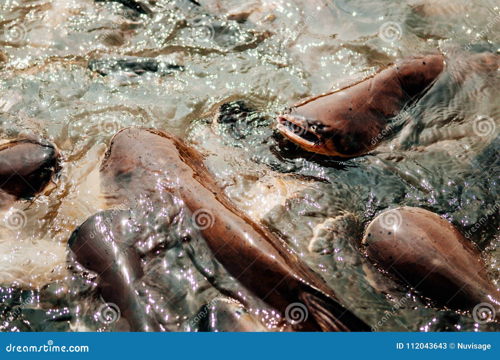 Le Groupe De Poissons Iridescents De Requin A Barre Le Poisson Chat Ou Le Poisson Chat De Sutchi Image Stock Image Du Iridescent Alimenter Le Groupe De Poissons Iridescents De Requin A Barre Le Poisson Chat Ou Le Poisson Chat De Sutchi Image Stock Image Du Iridescent Alimenter