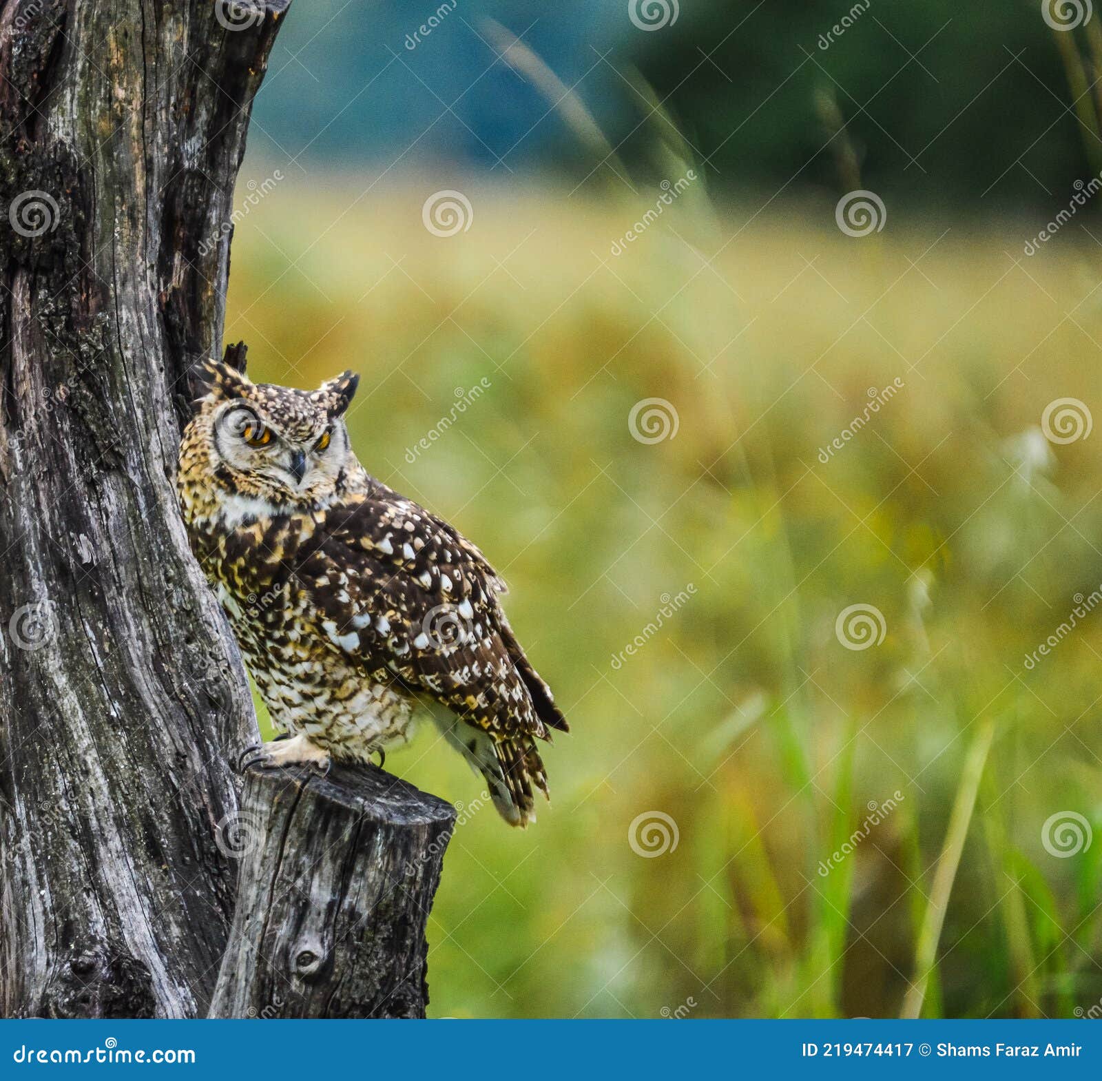 Le Hibou Est Un Oiseau De Proie.