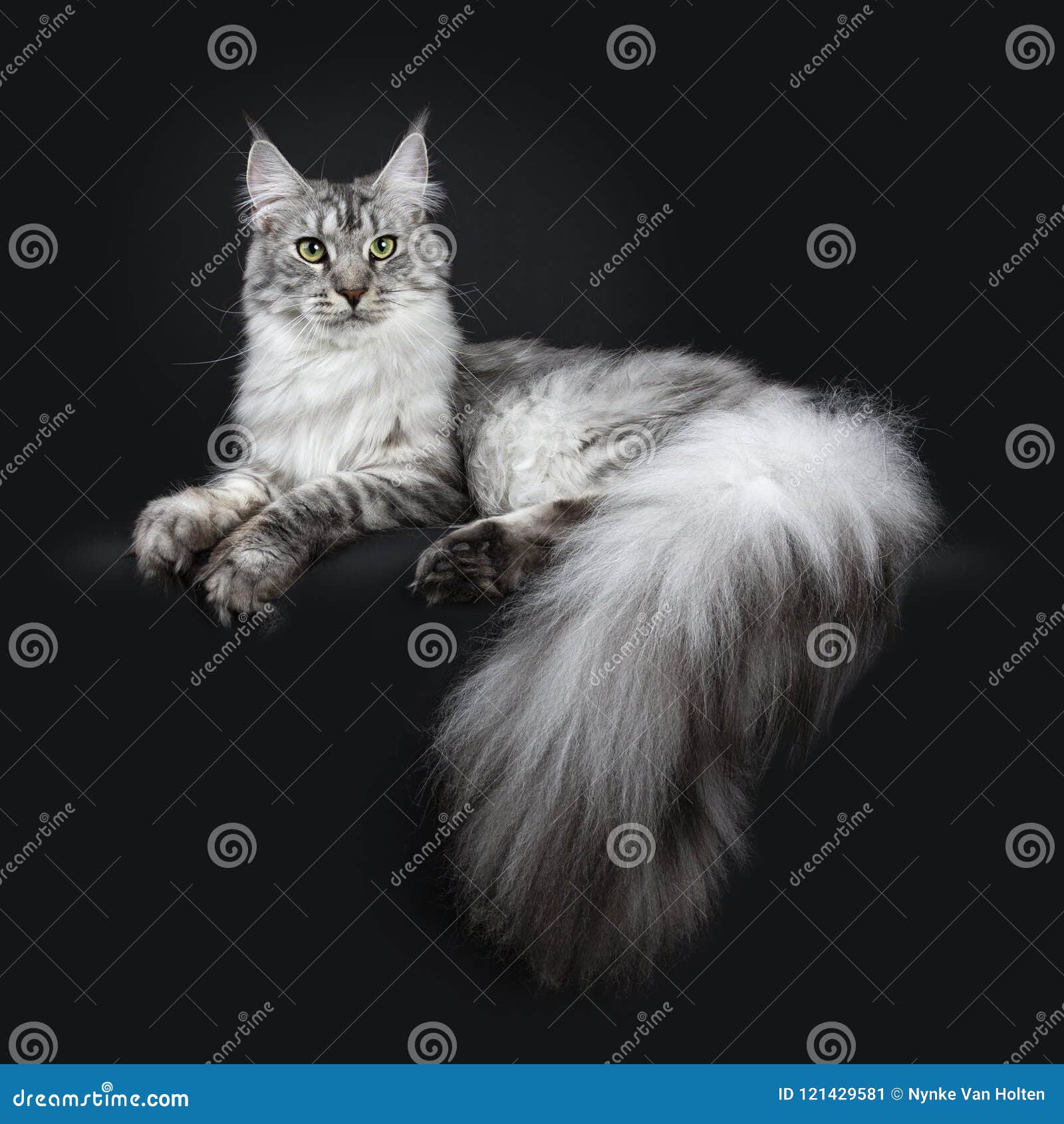 Le Jeune Chat Adulte Tigre Argente Majestueux De Maine Coon Etendant Des Manieres Laterales Avec Les Pattes Et L Enorme Queue Acc Image Stock Image Du Verticale Jeune