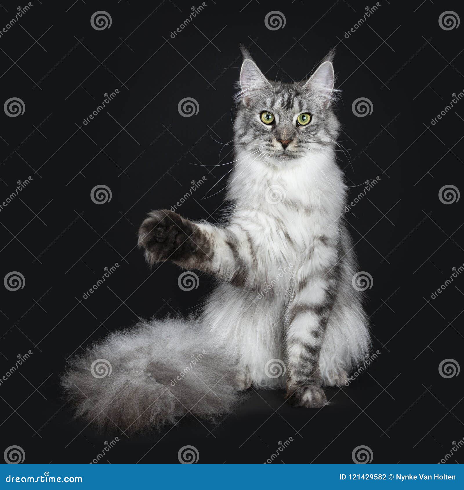 Le Jeune Chat Adulte Tigre Argente Majestueux De Maine Coon Se Reposant Faisant Face A L Avant Avec L Enorme Queue Pres Du Corps Photo Stock Image Du Verticale Race