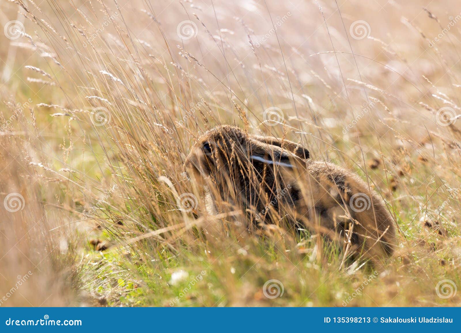 Le jeune Lepus velu sauvage Timidus de lièvres de montagne ou les lièvres alpins se dorant en été Pelage, a plié ses oreilles et décombant parmi l'herbe jaune chez Autumn Sun Lièvres de toundra, également connus sous le nom de lièvres blancs