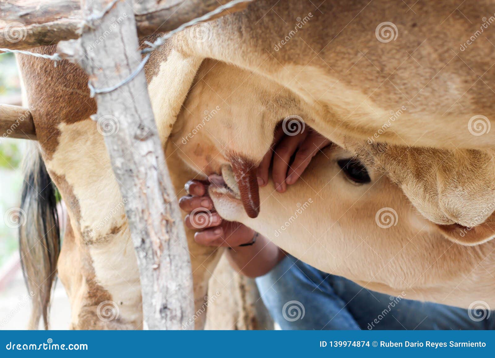 Le Jeune Taureau Mange Du Lait Maternel De La Mere Photo Stock Image Du Veau Vache