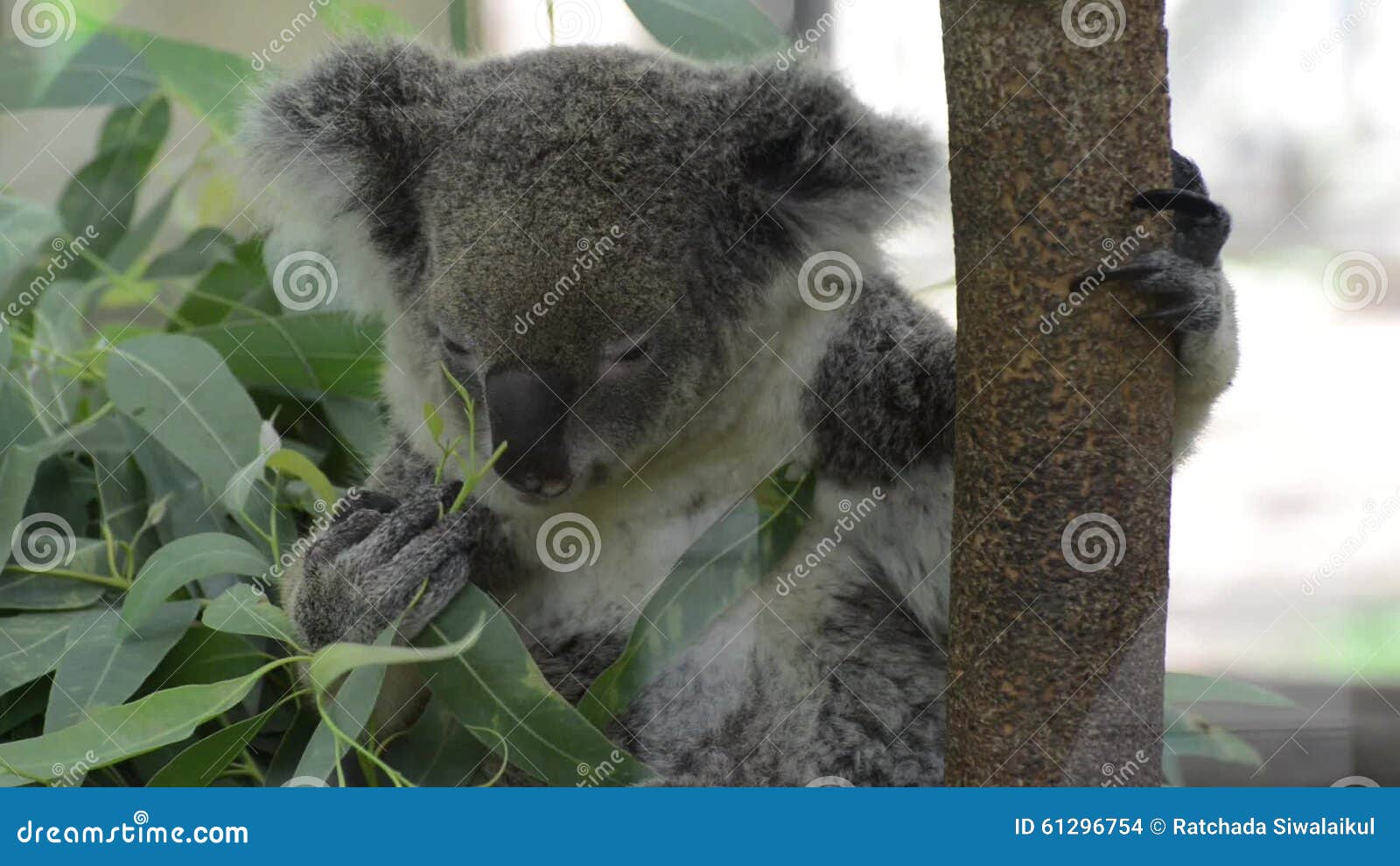 Koala Câlin Mignon Banque D'Images et Photos Libres De Droits