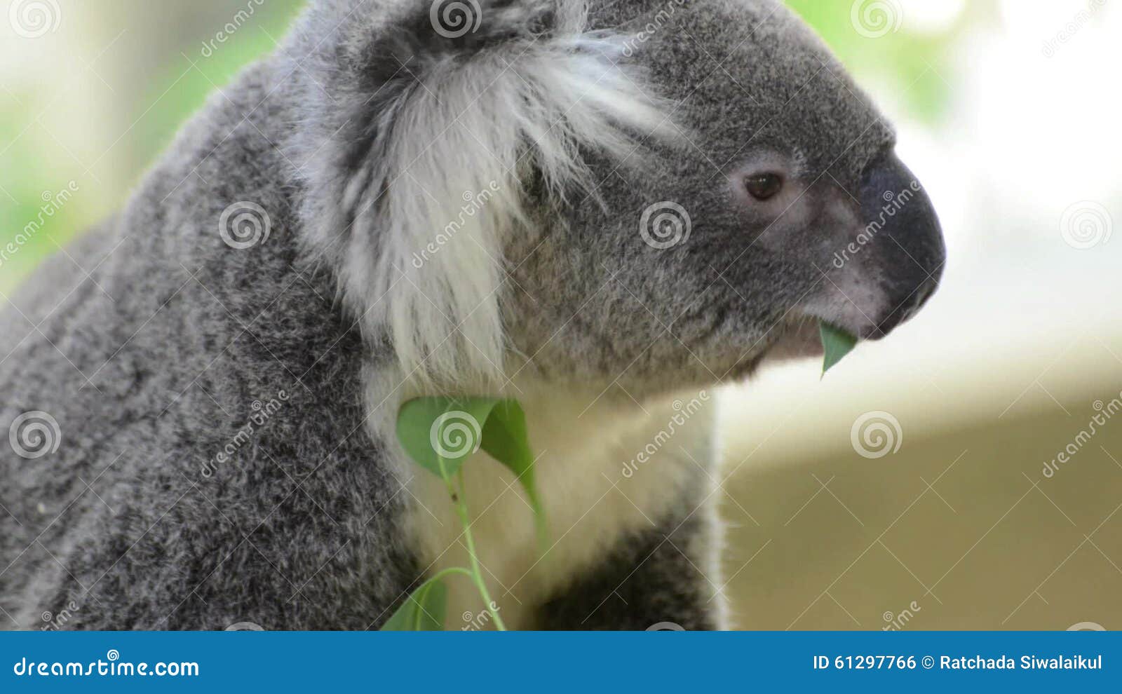 Koala Câlin Mignon Banque D'Images et Photos Libres De Droits