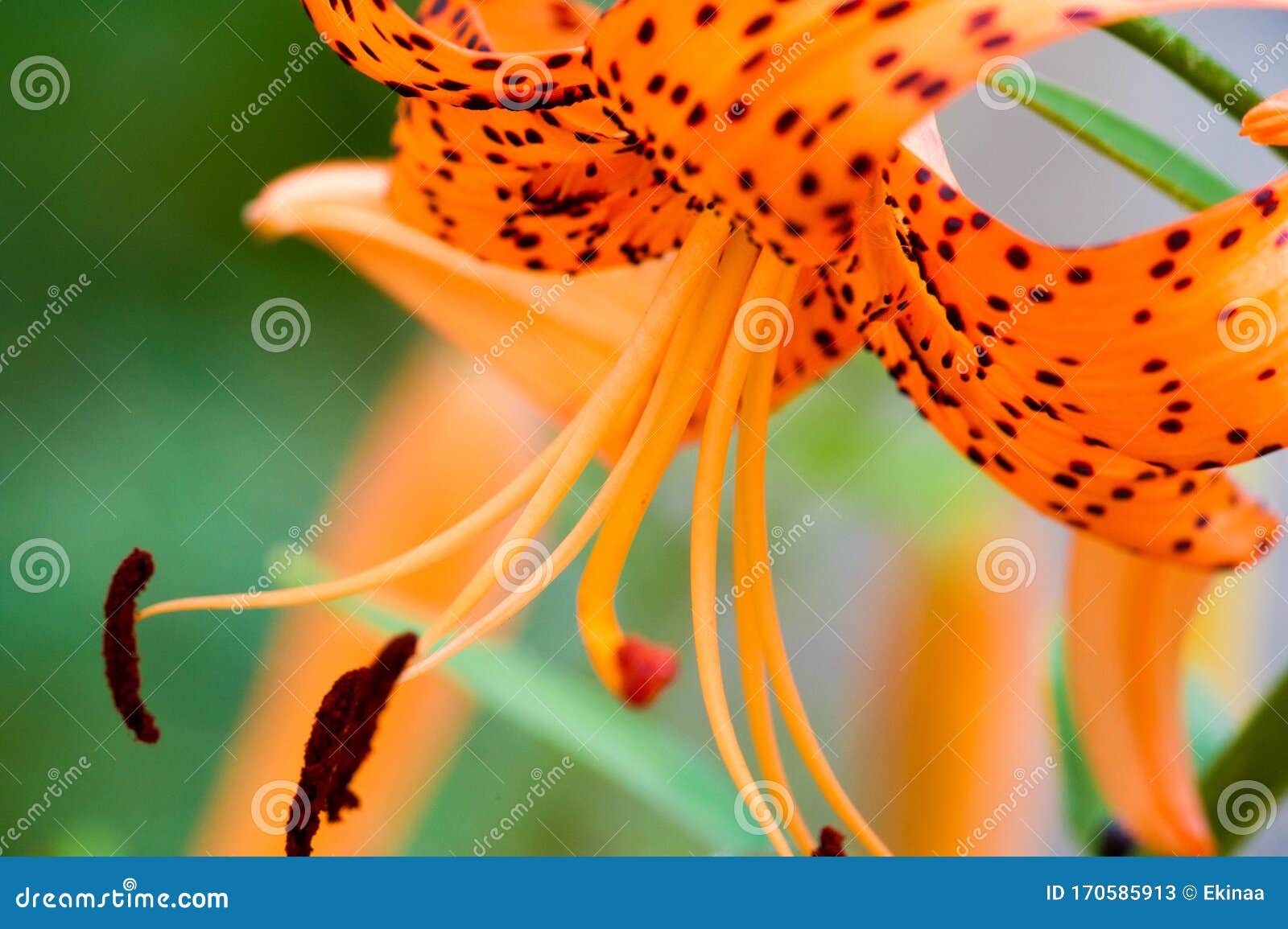 Le Lancifolium De Lilium Est Une Espèce Asiatiques Natif De Lys à La  Porcelaine Japon Corée Et Extrême-orient Russe. Il a été Pris Image stock -  Image du bourgeon, lames: 170585913