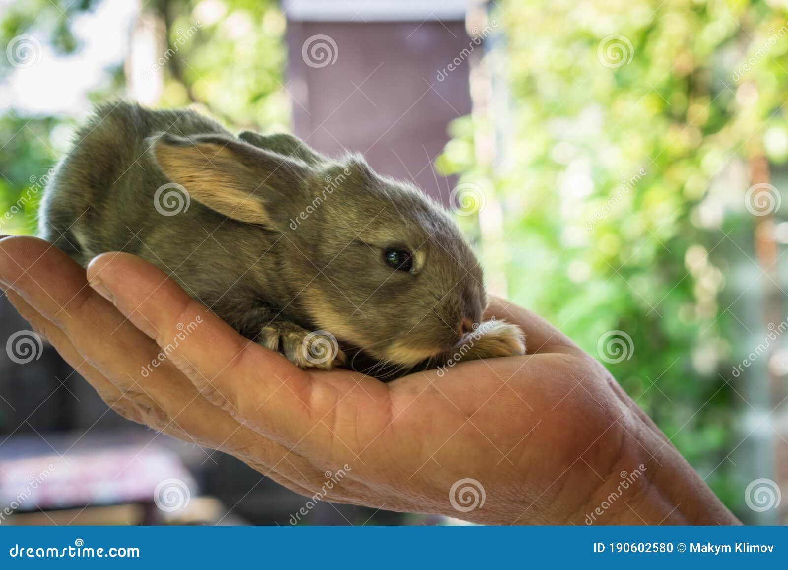 CACHE-CACHE PETIT LAPIN