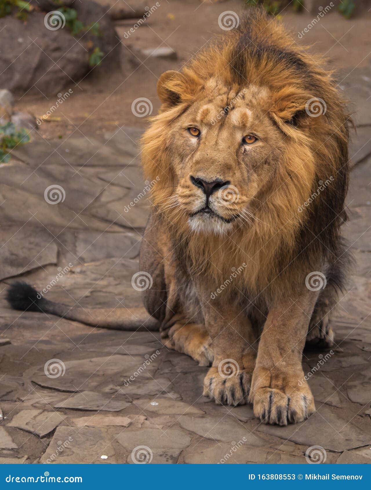 Le Lion Est Un Grand Chaton Predateur Fort Et Beau Avec Une Magnifique Criniere De Cheveux Image Stock Image Du Affaires Laines