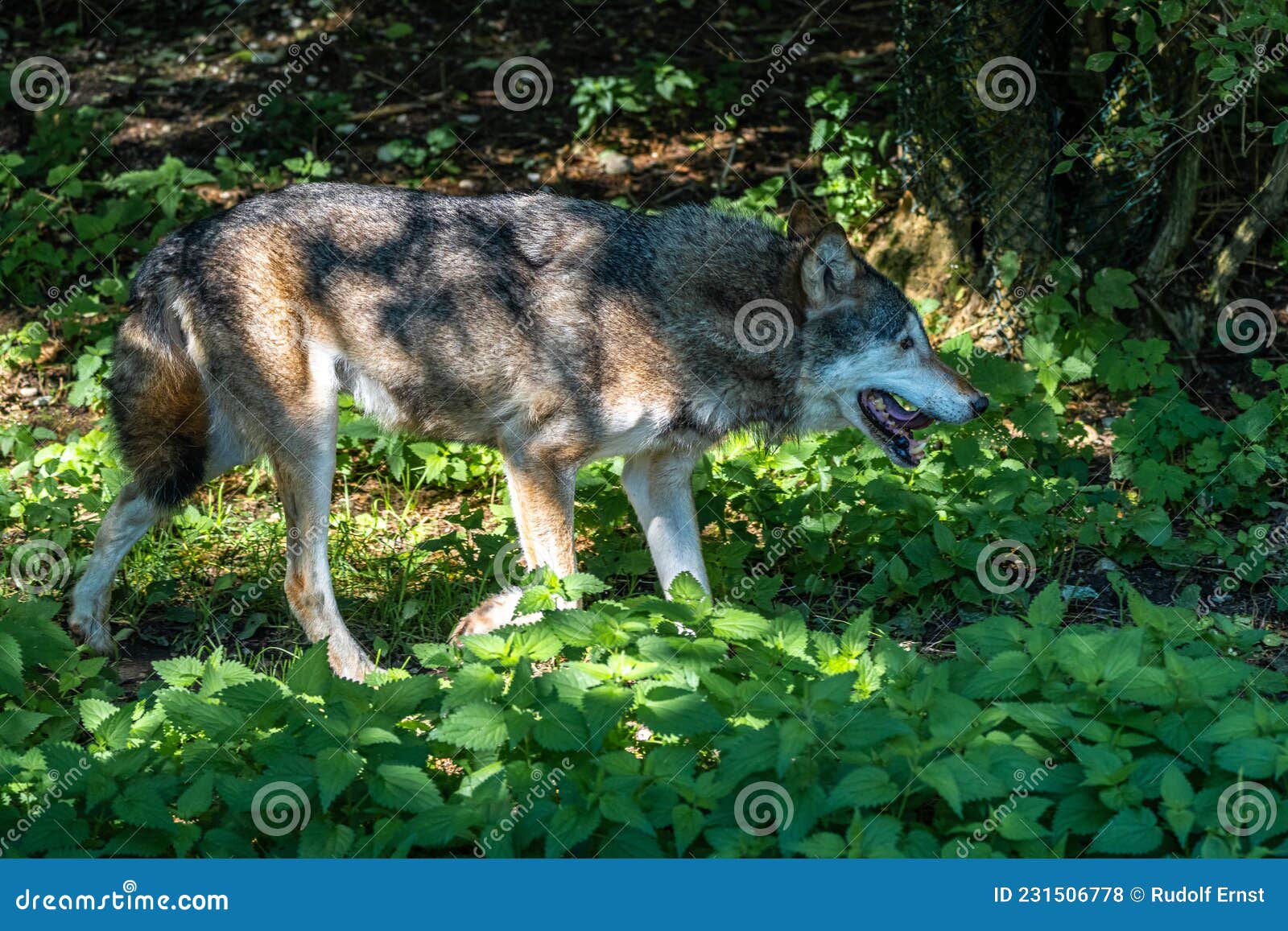 Le loup gris européen