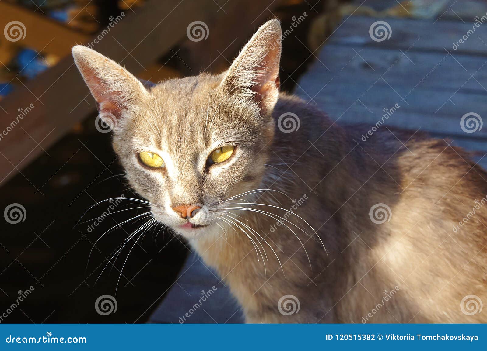 Le Lynx Gris De Chat Avec De Grandes Oreilles Et Yeux Jaunes Est Sembler Menteur Sans Abri Au Soleil Photo Stock Image Du Gris Beau