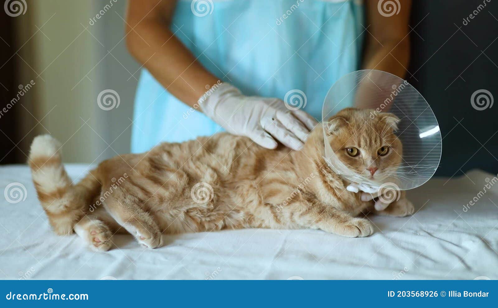 Castration Metrage 224 Castration Clips Video Dreamstime