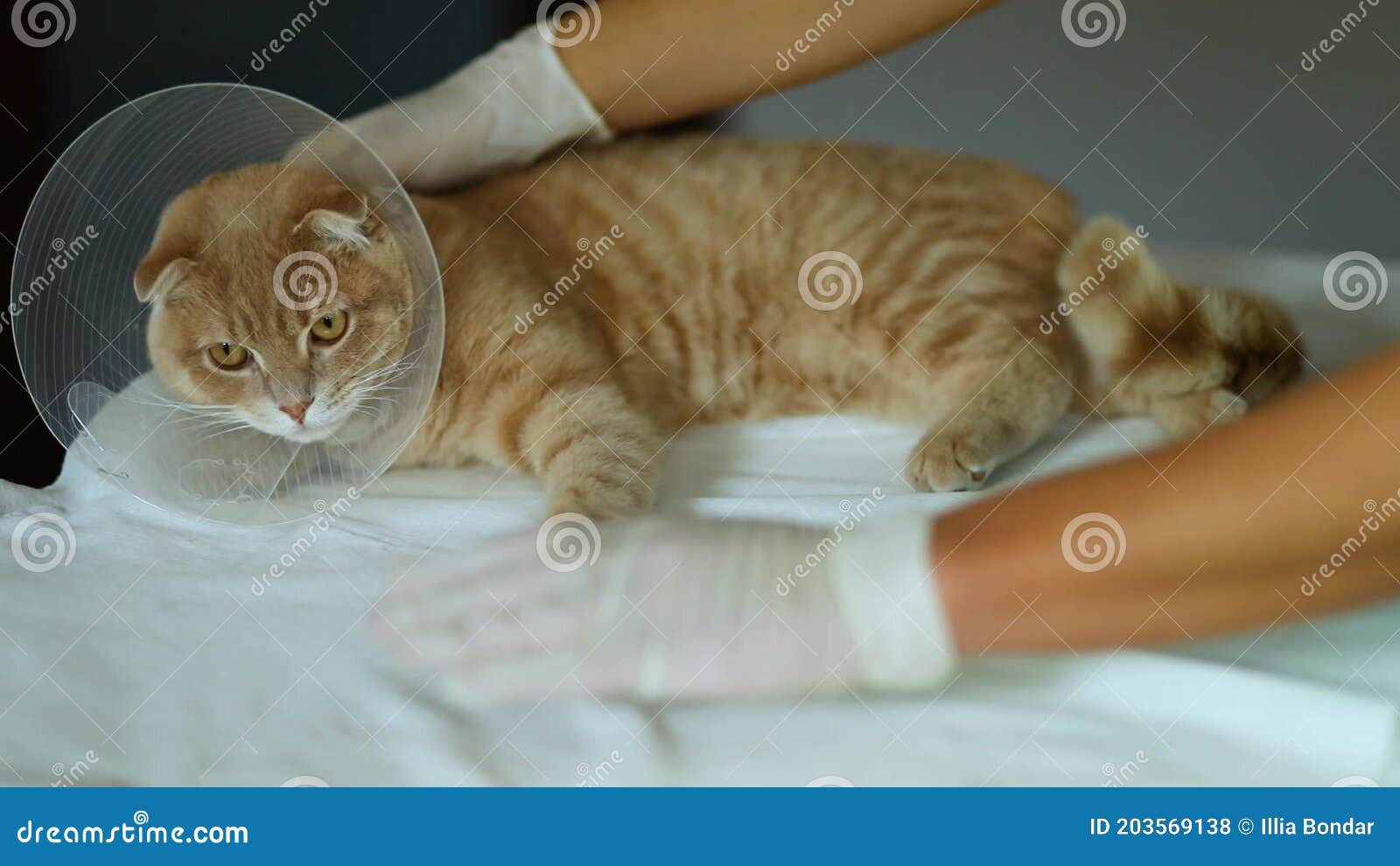 Castration Metrage 224 Castration Clips Video Dreamstime