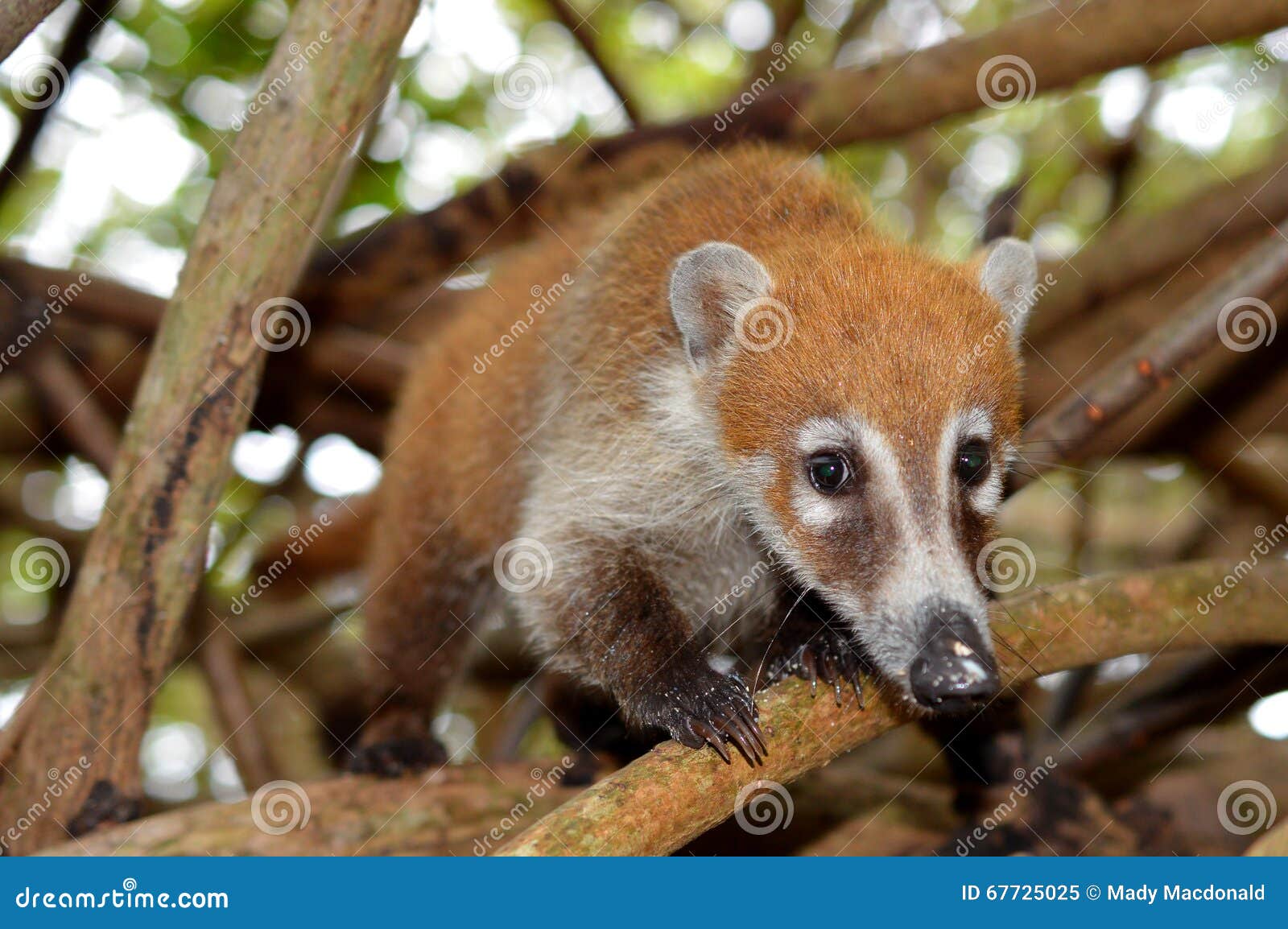 Le Mexique : Coati image stock. Image du museau, rica - 67725025