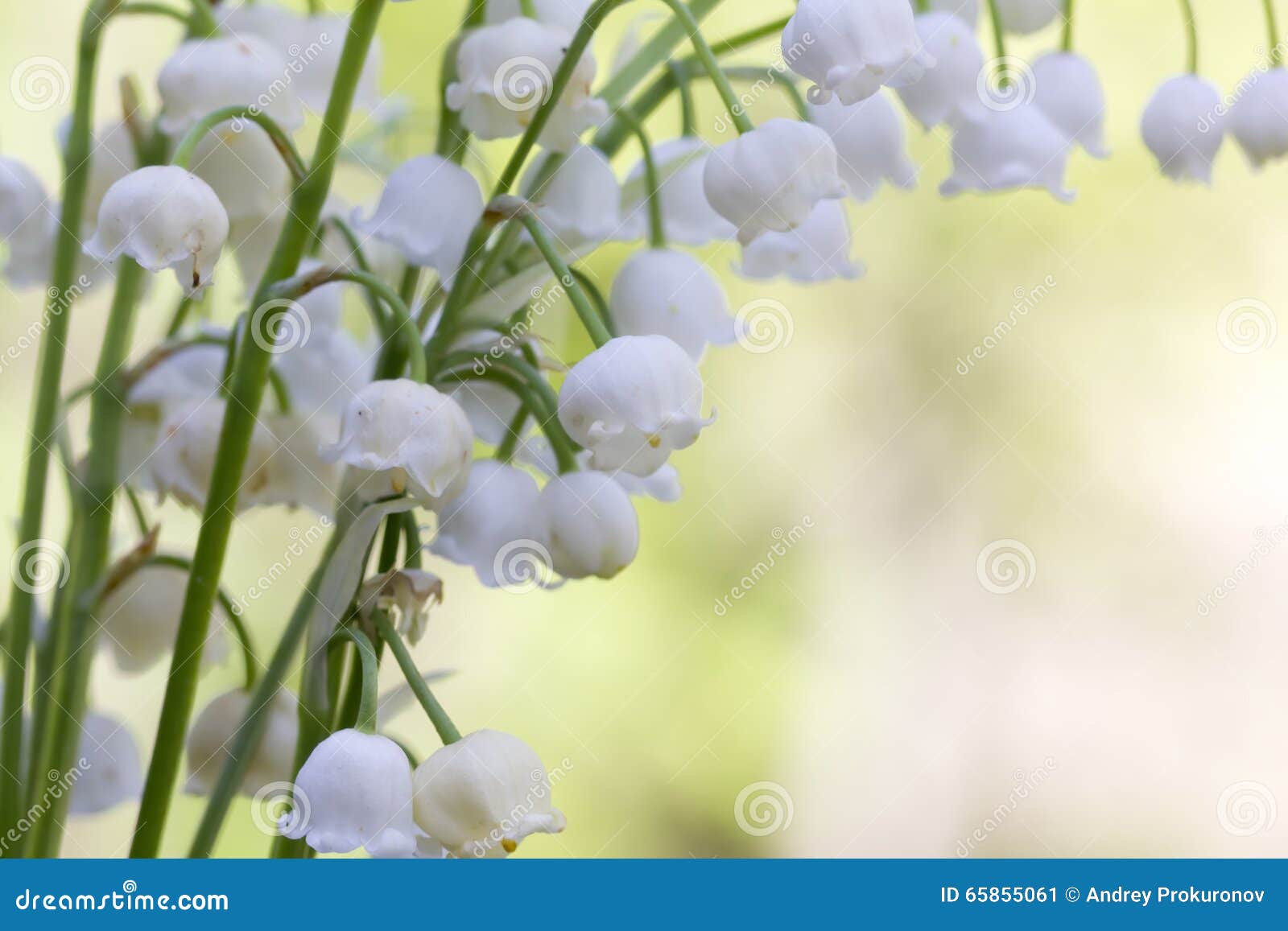 Le muguet Fleur Bois image stock. Image du herbe, jour - 65855061