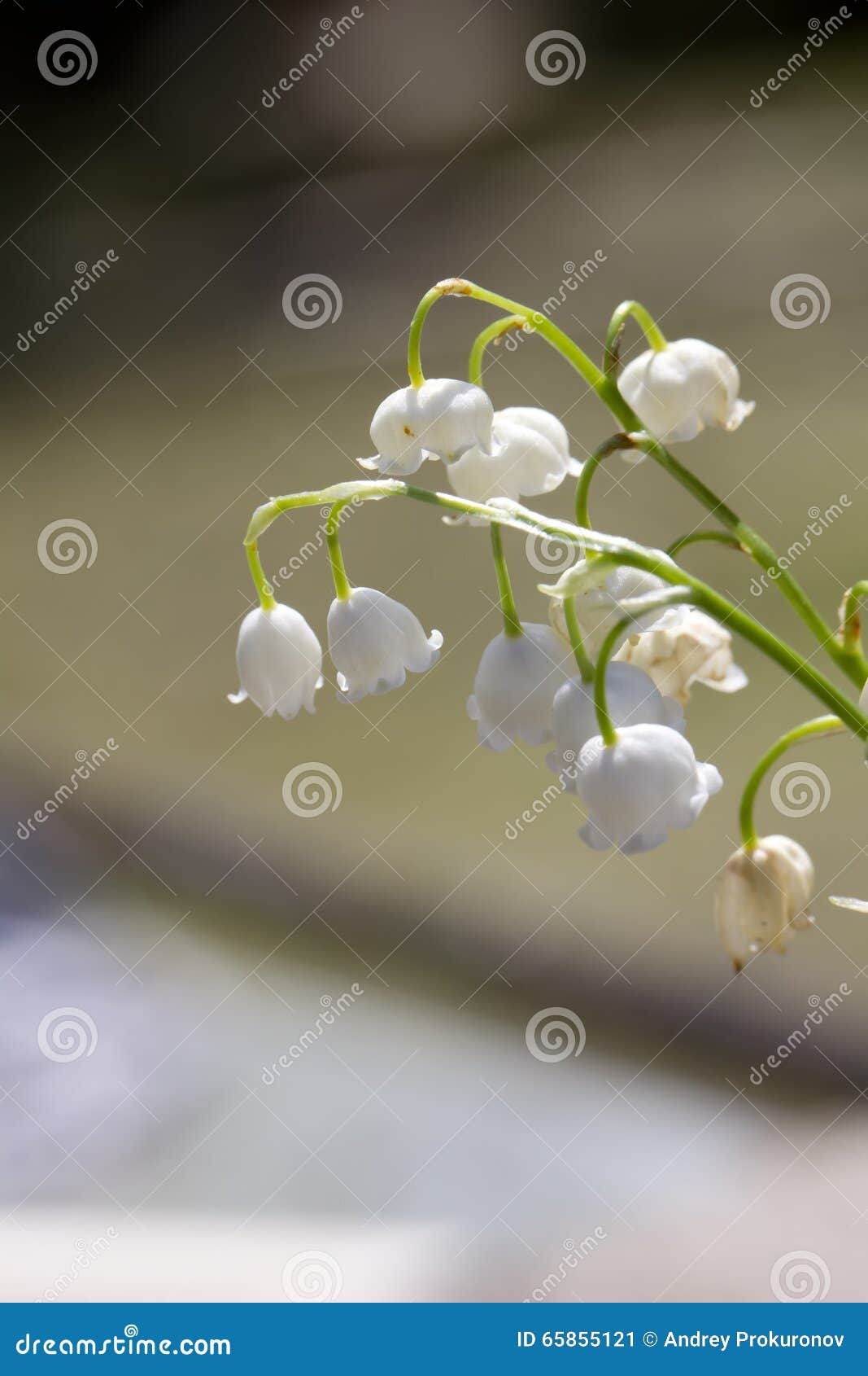 Le muguet Fleur Bois image stock. Image du beau, copie - 65855121