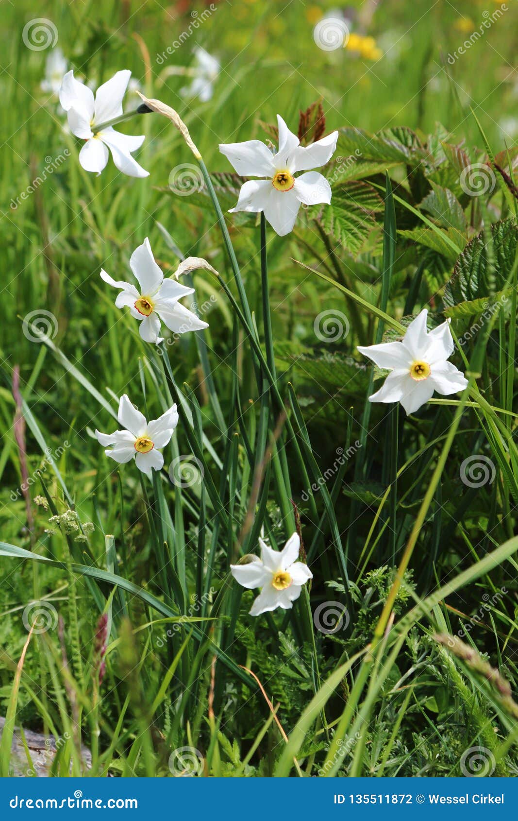 Le Narcisse Du Poète, Parc National D'Ecrins Dans Le Hautes-Alpes Français  Photo stock - Image du floraison, faisans: 135511872