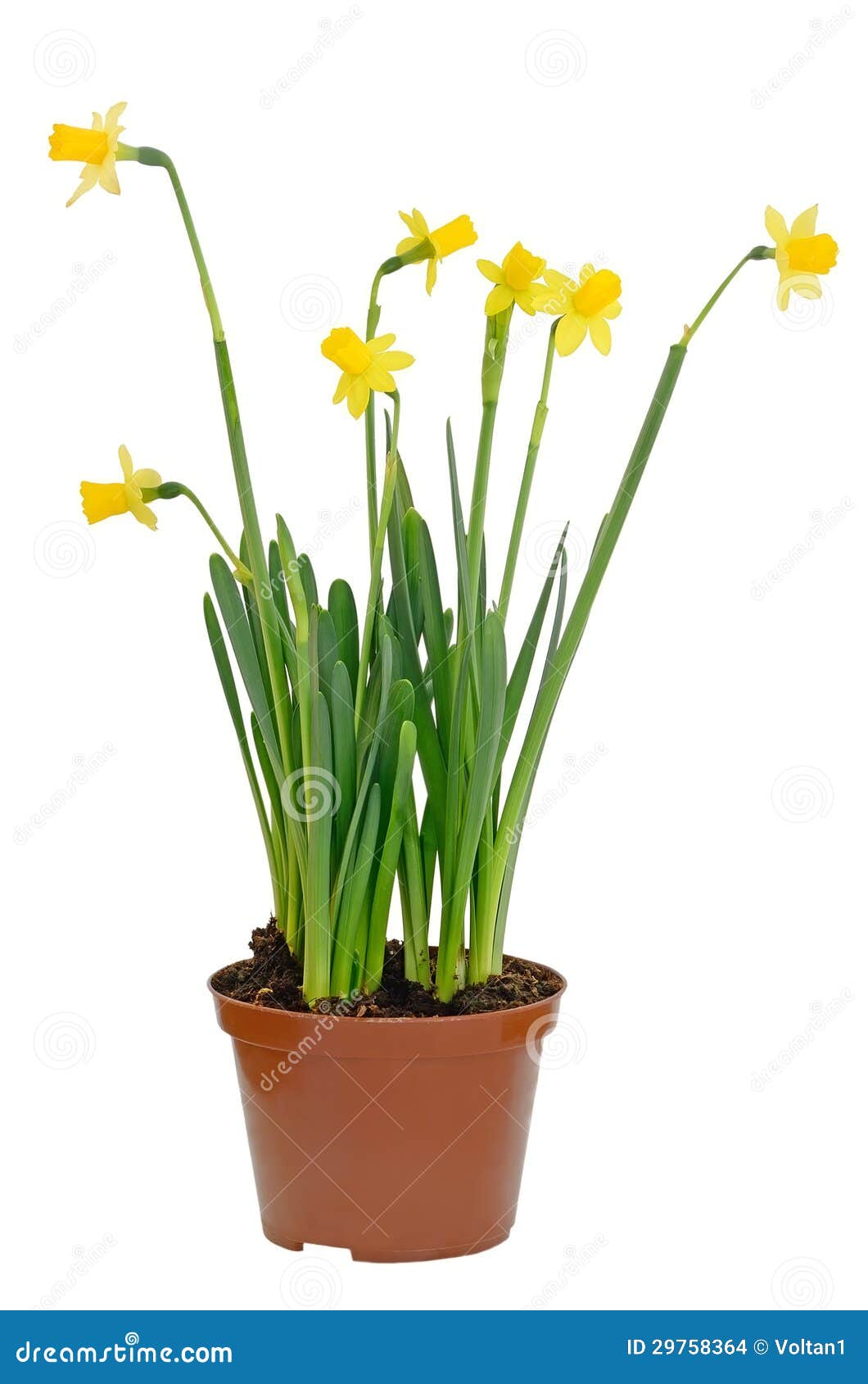 Fleurs De Narcisse Dans Un Pot De Fleurs Photo stock - Image du jonquille,  vert: 29758364