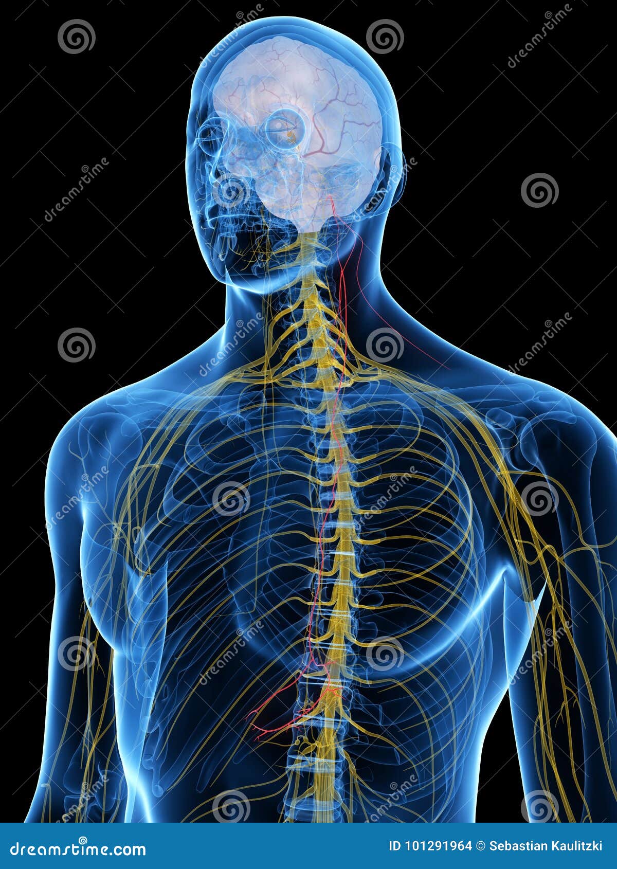 Le nerf vague illustration stock. Illustration du thorax - 101291964