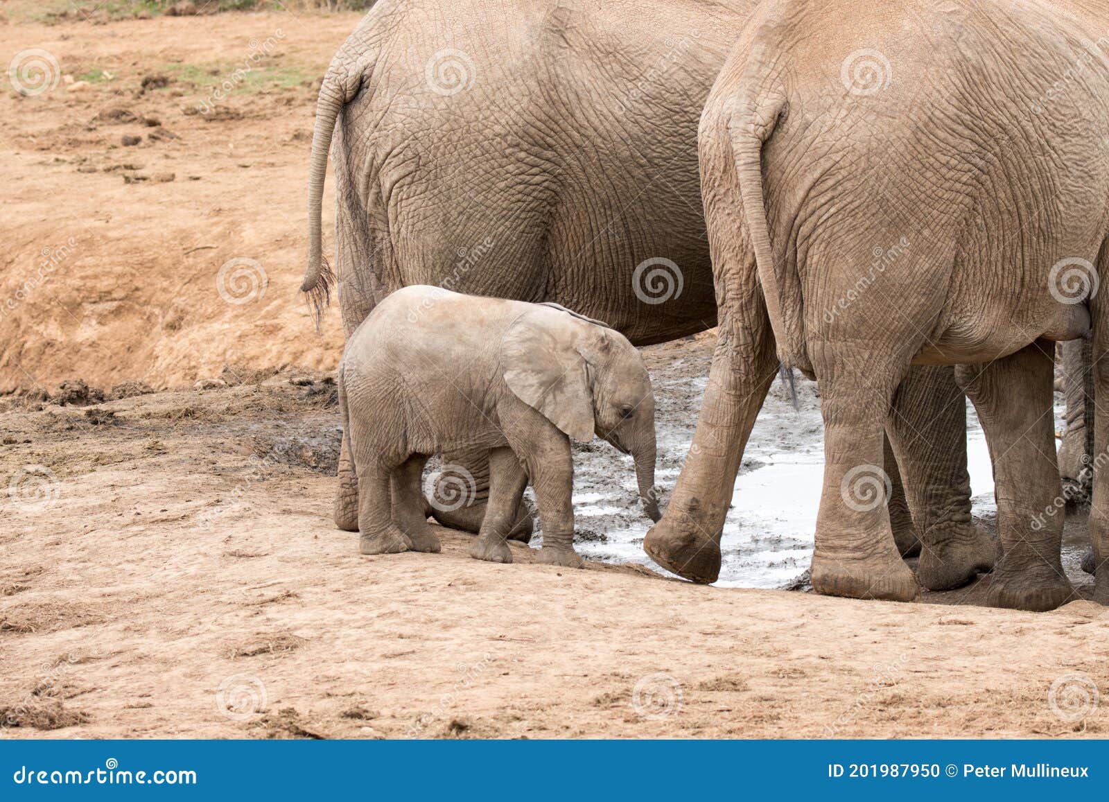 Le Parc National D Addo Elephant L Elephant De Bebe Avec La Mere Et La Tante Photo Stock Image Du Elizabeth Nationale Le Parc National D Addo Elephant L Elephant De Bebe Avec La Mere Et La Tante Photo Stock Image Du Elizabeth Nationale