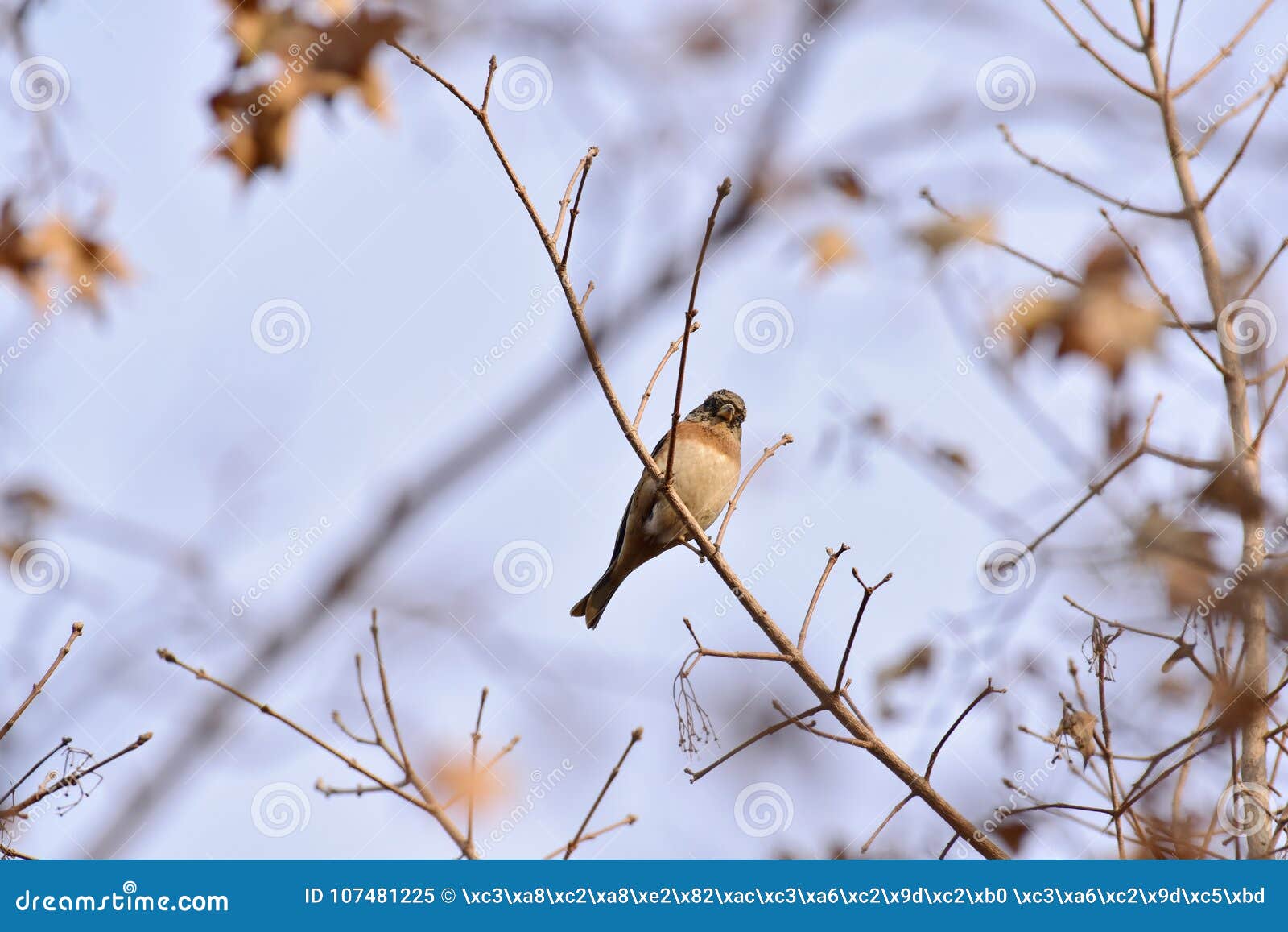 Le Parc Pour Prendre Différentes Formes Doiseaux Chanteurs