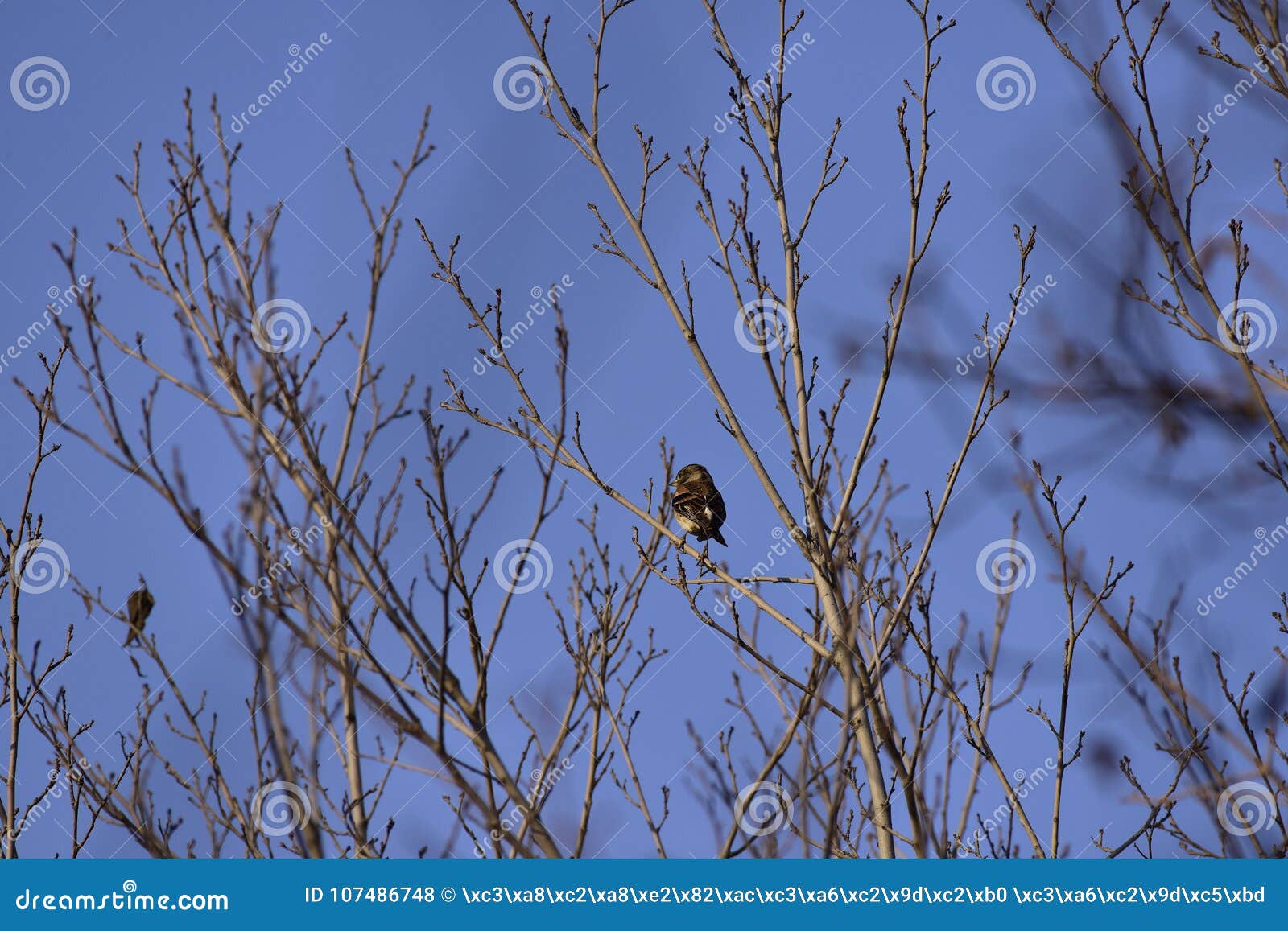 Le Parc Pour Prendre Différentes Formes Doiseaux Chanteurs