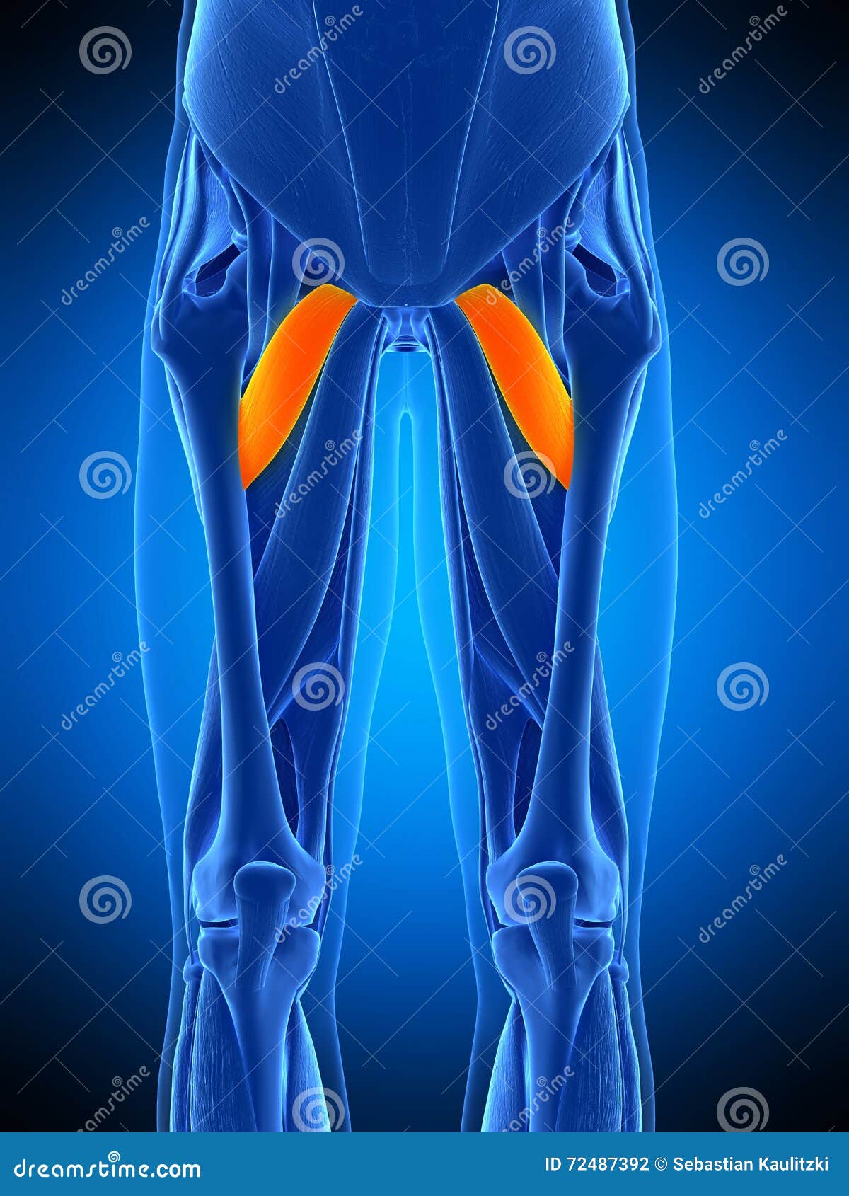 Le pectineus illustration stock. Illustration du homme 72487392