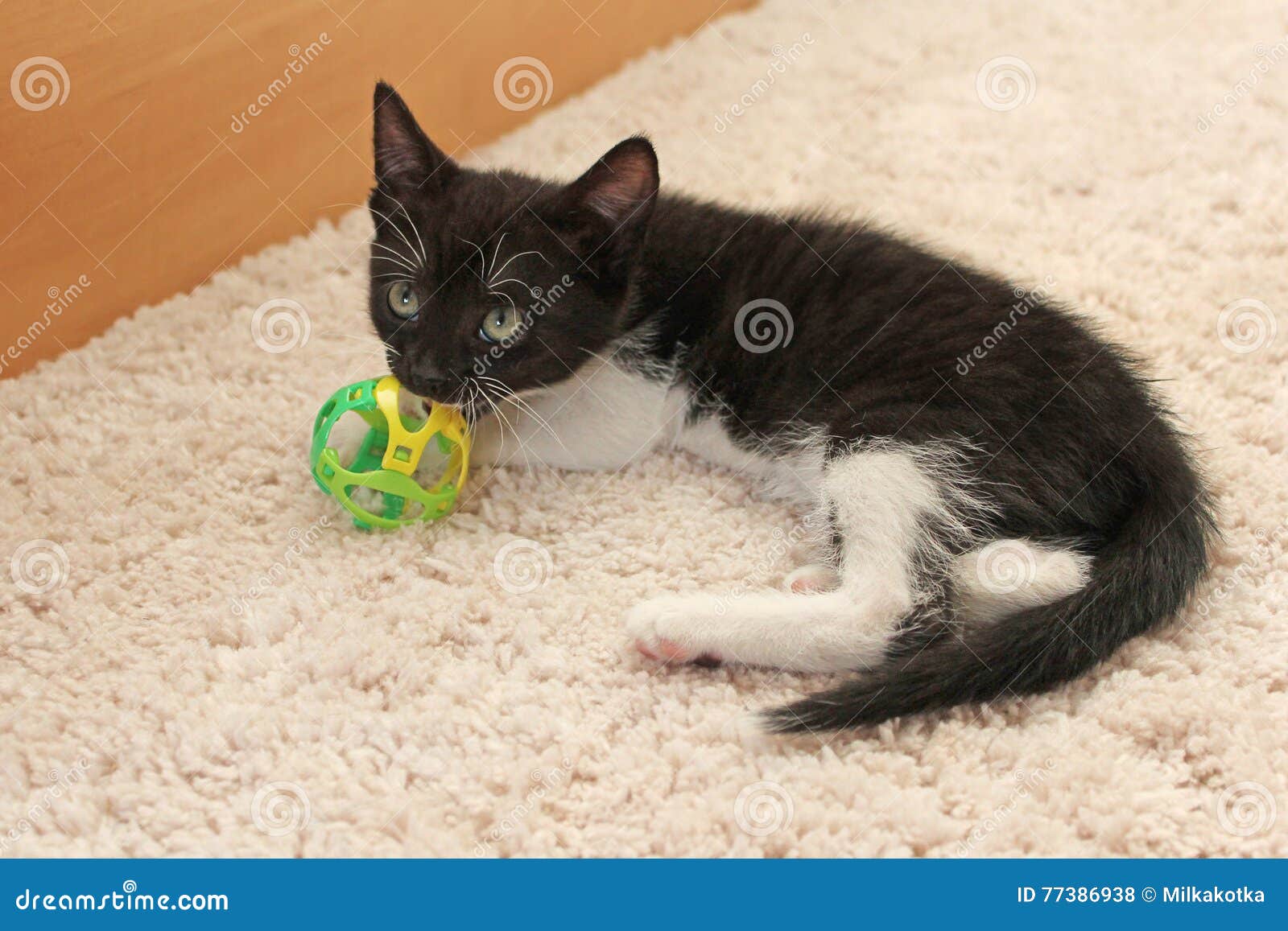 Le Petit Chaton Noir Et Blanc Mord La Boule De Jouet Photo stock Image du mâche, gibier 77386938