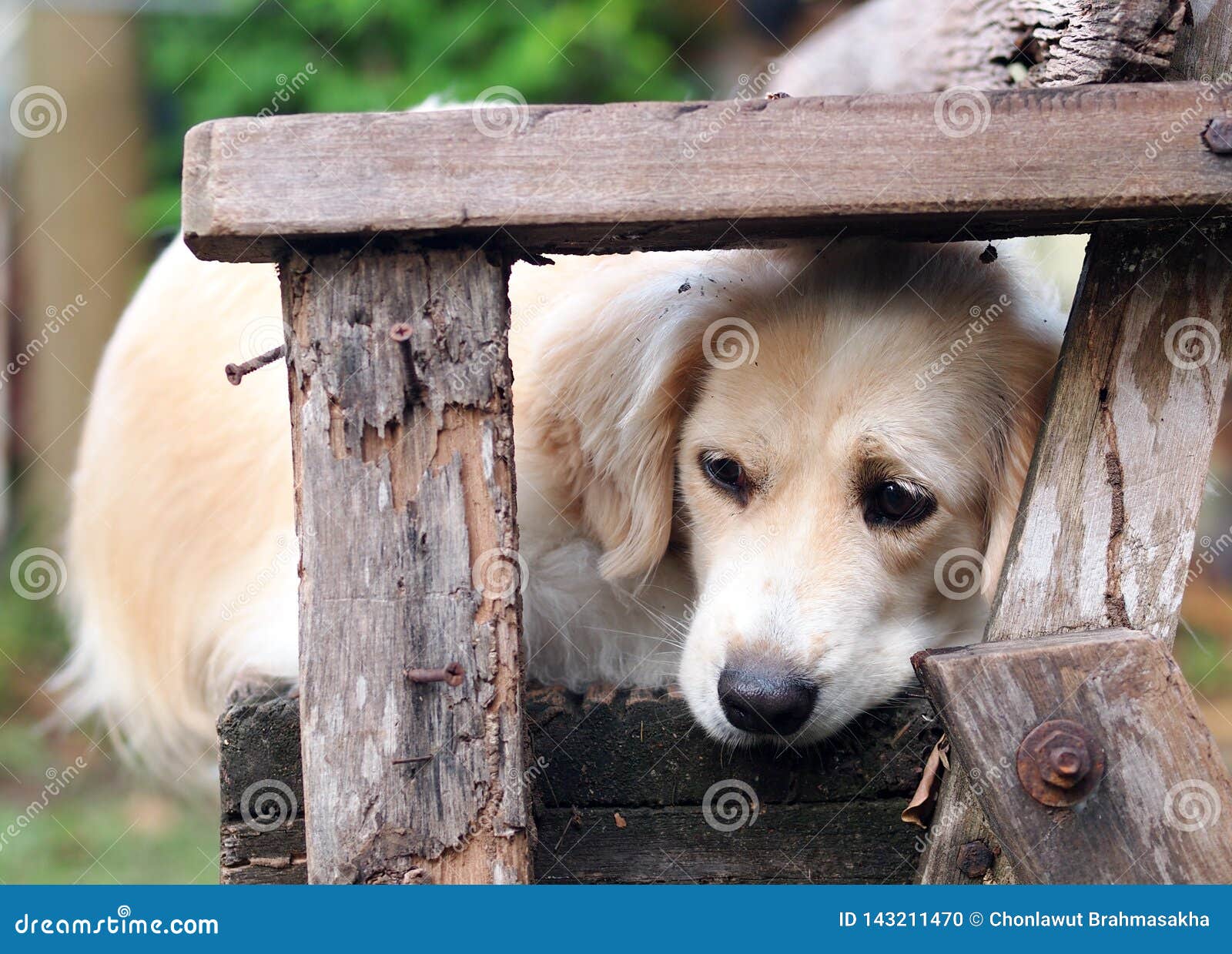 Le Petit Chien De Race De Golden Retriever Joue Extérieur