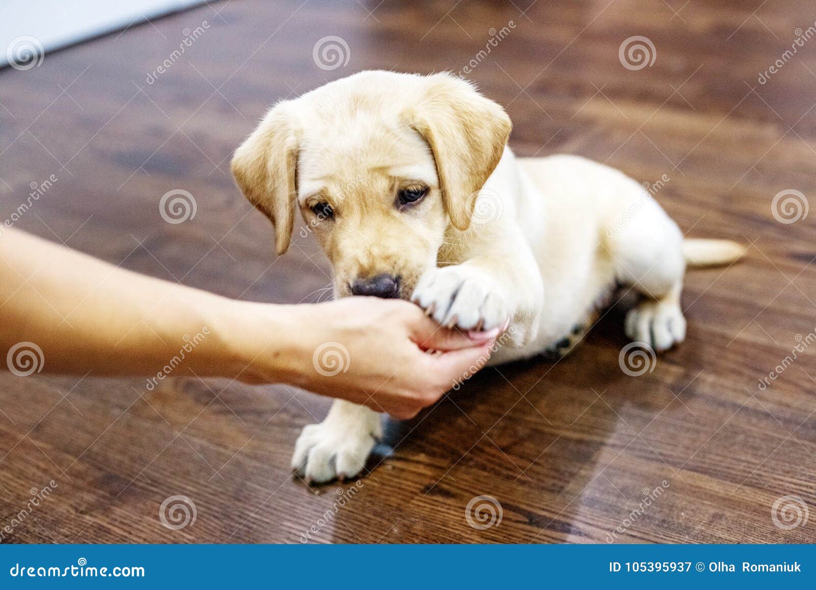 Le Petit Chiot Labrador Donne La Patte Au Proprietaire Maison E Image Stock Image Du Crainte Beau Le Petit Chiot Labrador Donne La Patte Au Proprietaire Maison E Image Stock Image Du Crainte Beau