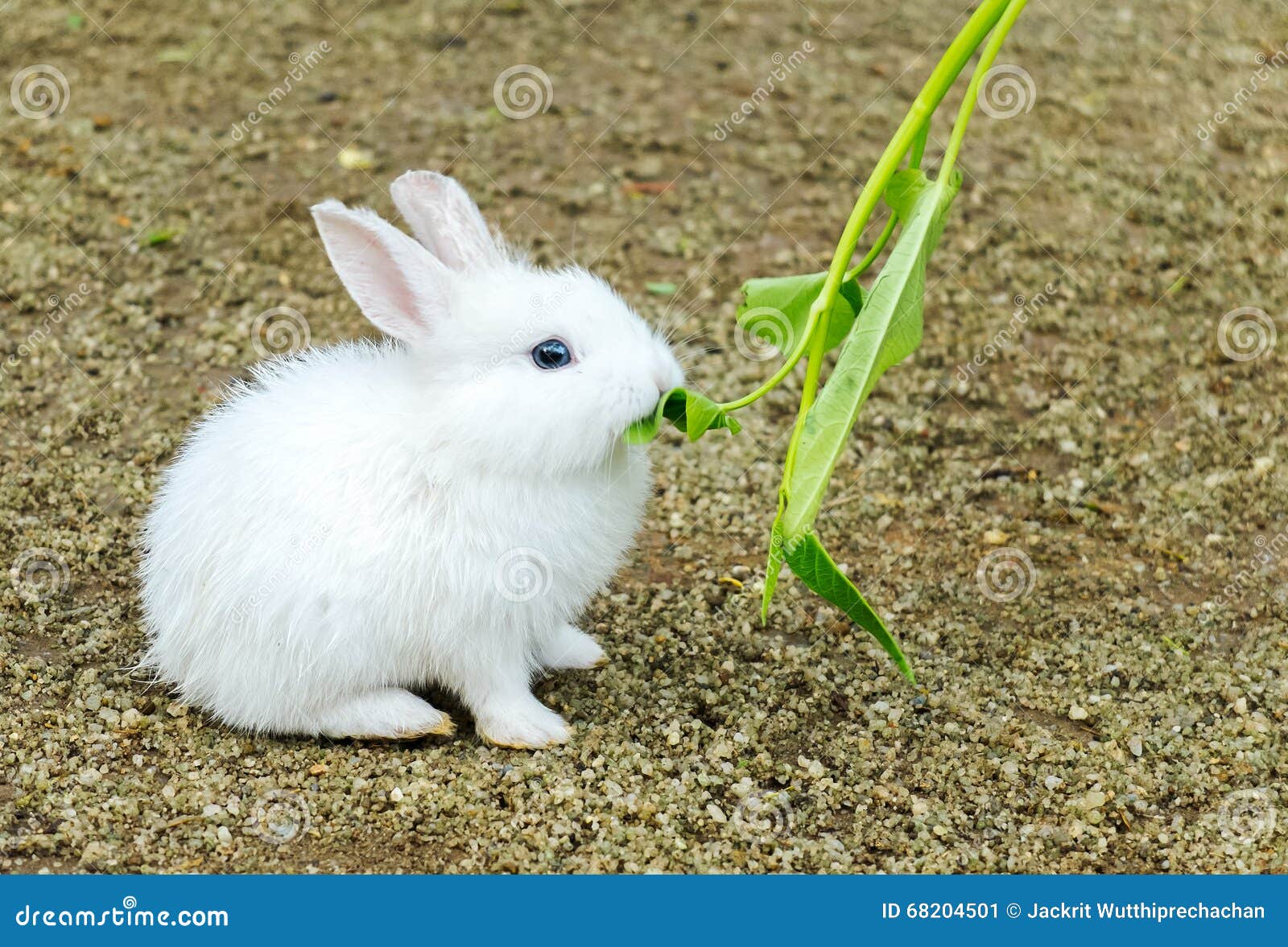Le Petit Lapin De Paques Mignon De Bebe Lapin Blanc Reposent Et Mangent Le Legume Image Stock Image Du Jardin Lievres Le Petit Lapin De Paques Mignon De Bebe Lapin Blanc Reposent Et Mangent Le Legume Image Stock Image Du Jardin Lievres