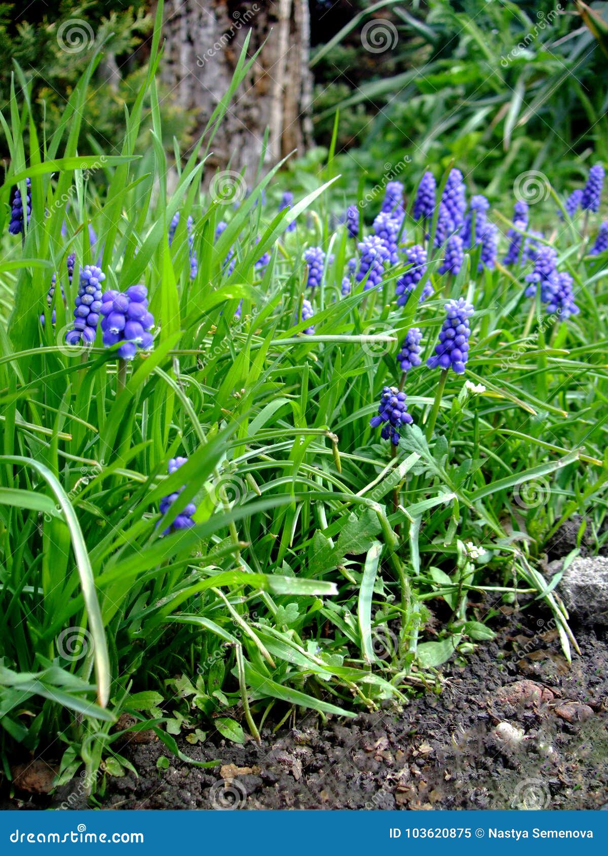 Le Petit Muscari De Fleurs De Violette Se Développent Dans L'herbe Verte  Dans Le Matin Image stock - Image du feuillage, lame: 103620875