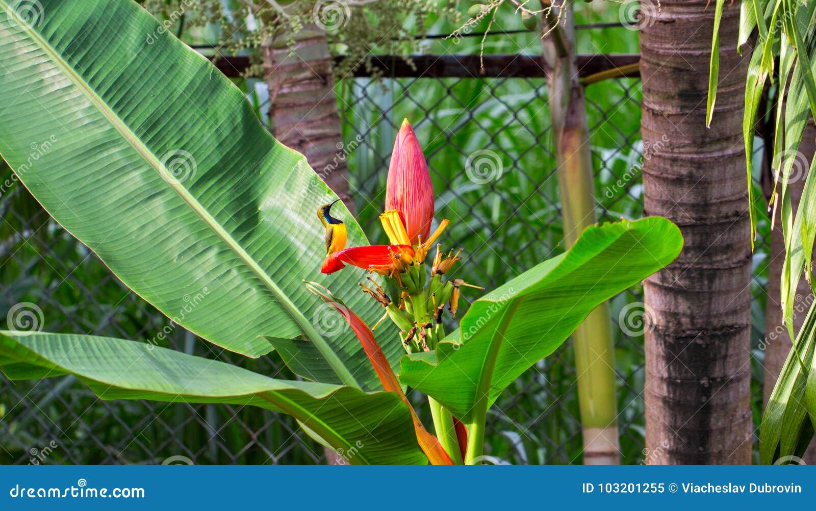 Le Petit Oiseau Chante Sur La Fleur De Banane Mâle De