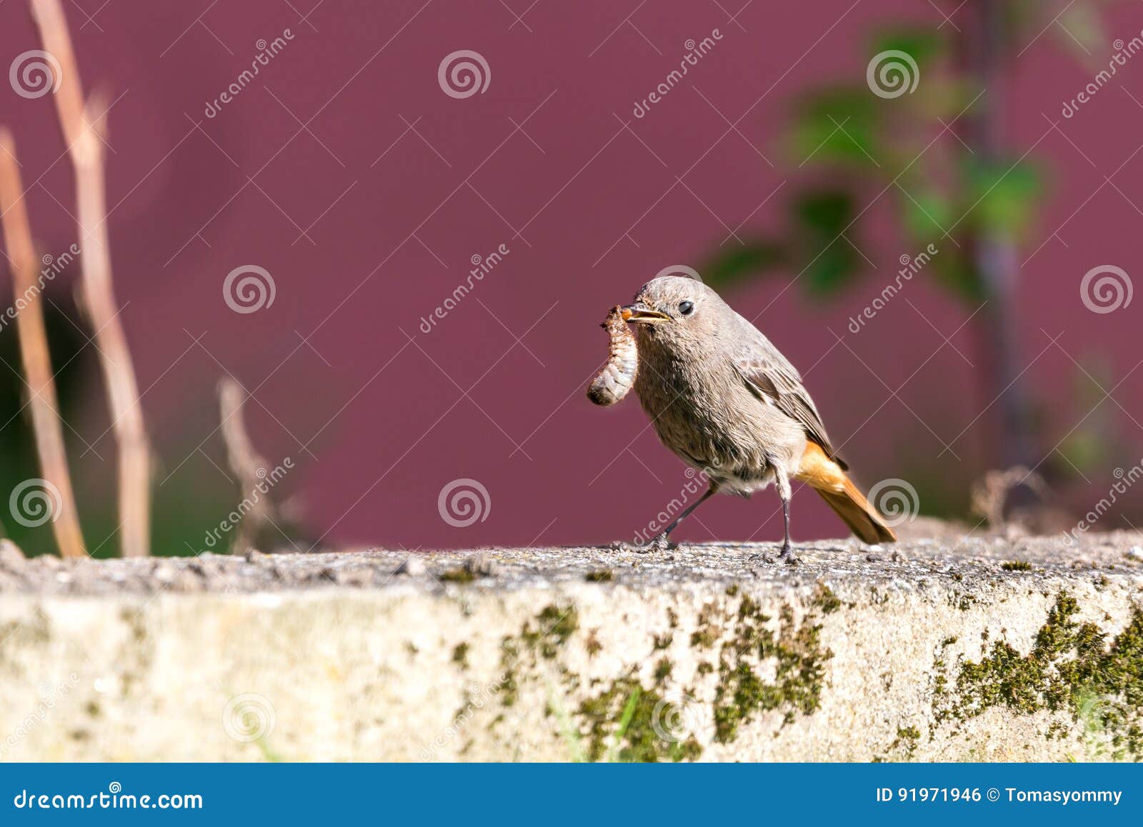 Le Petit Oiseau De Redstart Simple Se Tient Dans Le Jardin