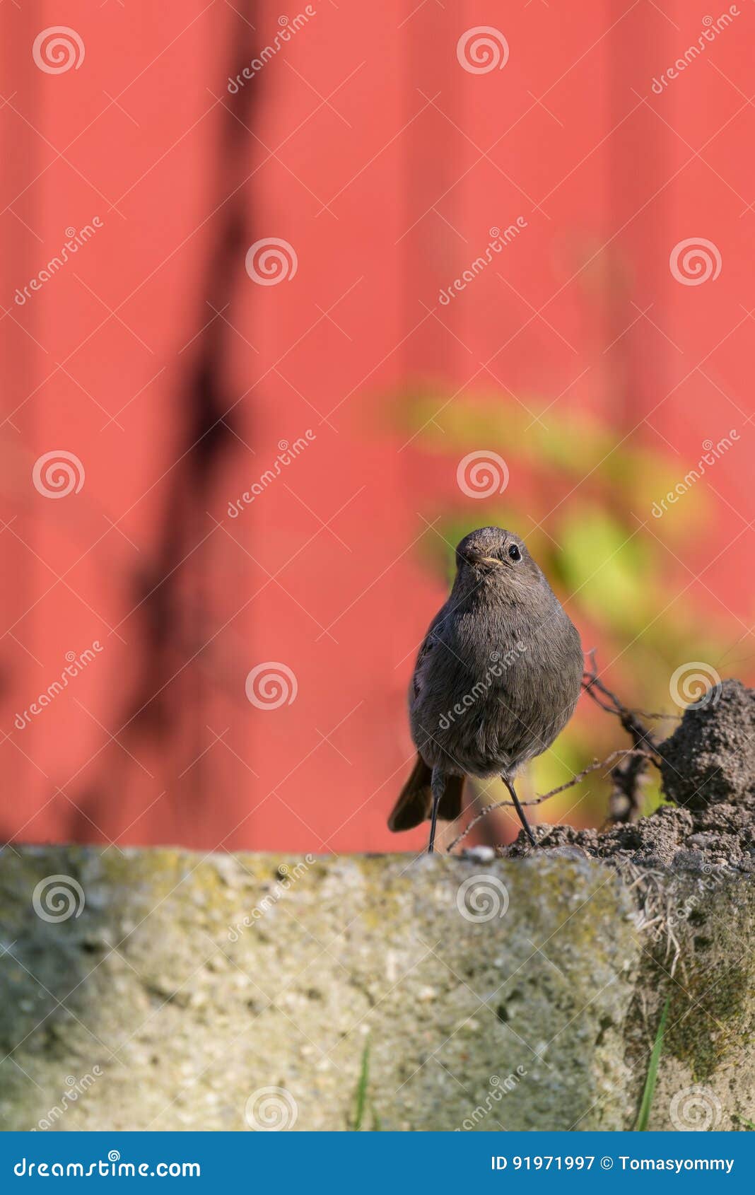 Le Petit Oiseau De Redstart Simple Se Tient Dans Le Jardin