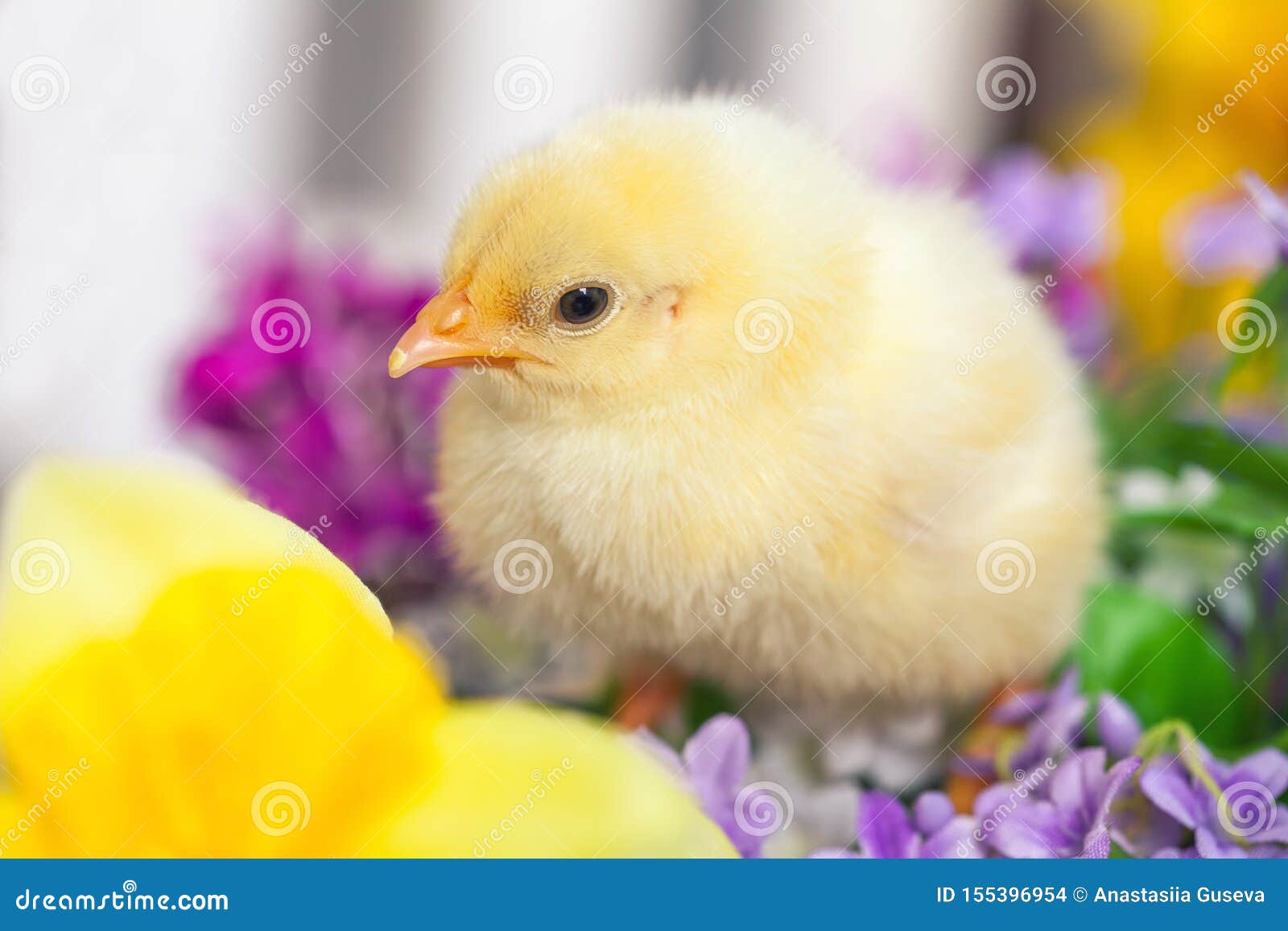 Le Petit Poussin Jaune Se Repose En Fleurs Carte De Voeux De Vacances De P Ques Photo Stock Image Du Cheri Clavette Le Petit Poussin Jaune Se Repose En Fleurs Carte De Voeux De Vacances De P Ques Photo Stock Image Du Cheri Clavette