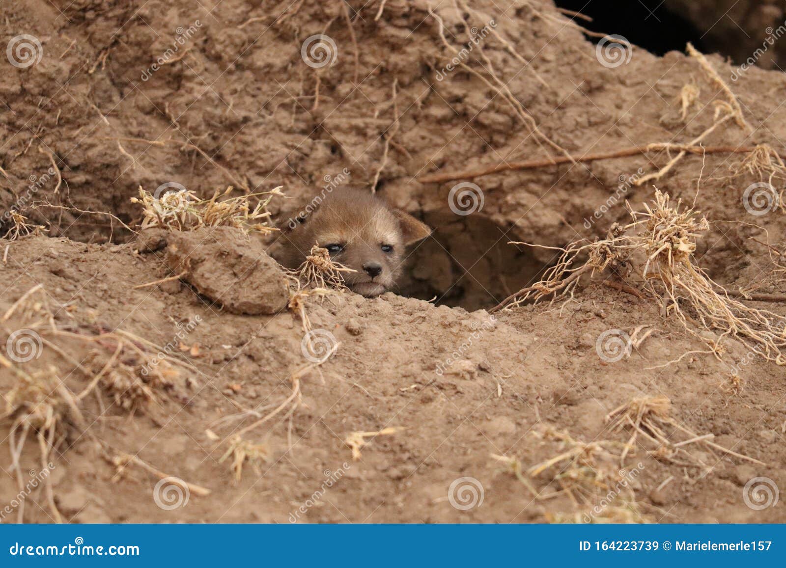 Bebe Mignon De Chacal Photos Libres De Droits Et Gratuites De Dreamstime Bebe Mignon De Chacal Photos Libres De Droits Et Gratuites De Dreamstime