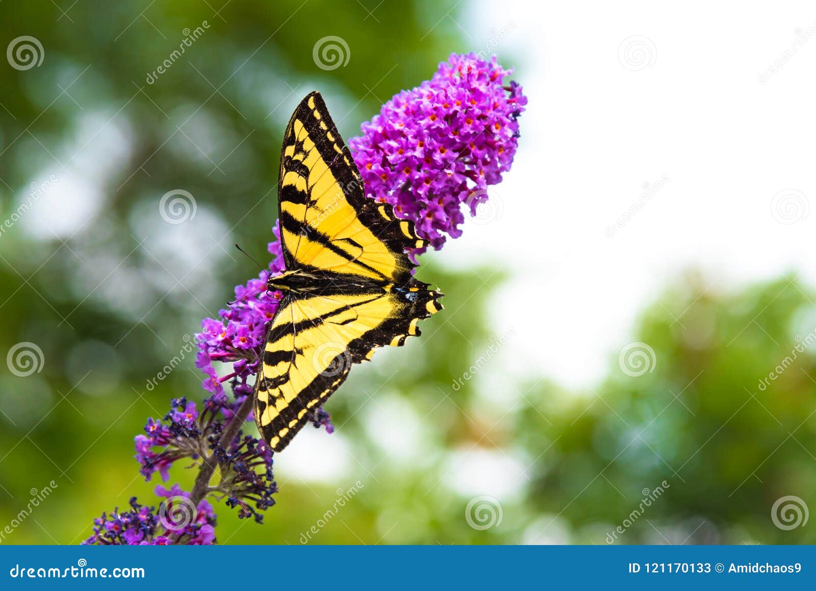 Le Plan Rapproche Du Papillon Jaune Et Noir De Machaon Etait Perche Sur Les Fleurs Roses De Buisson De Papillon Image Stock Image Du Beau Fermer