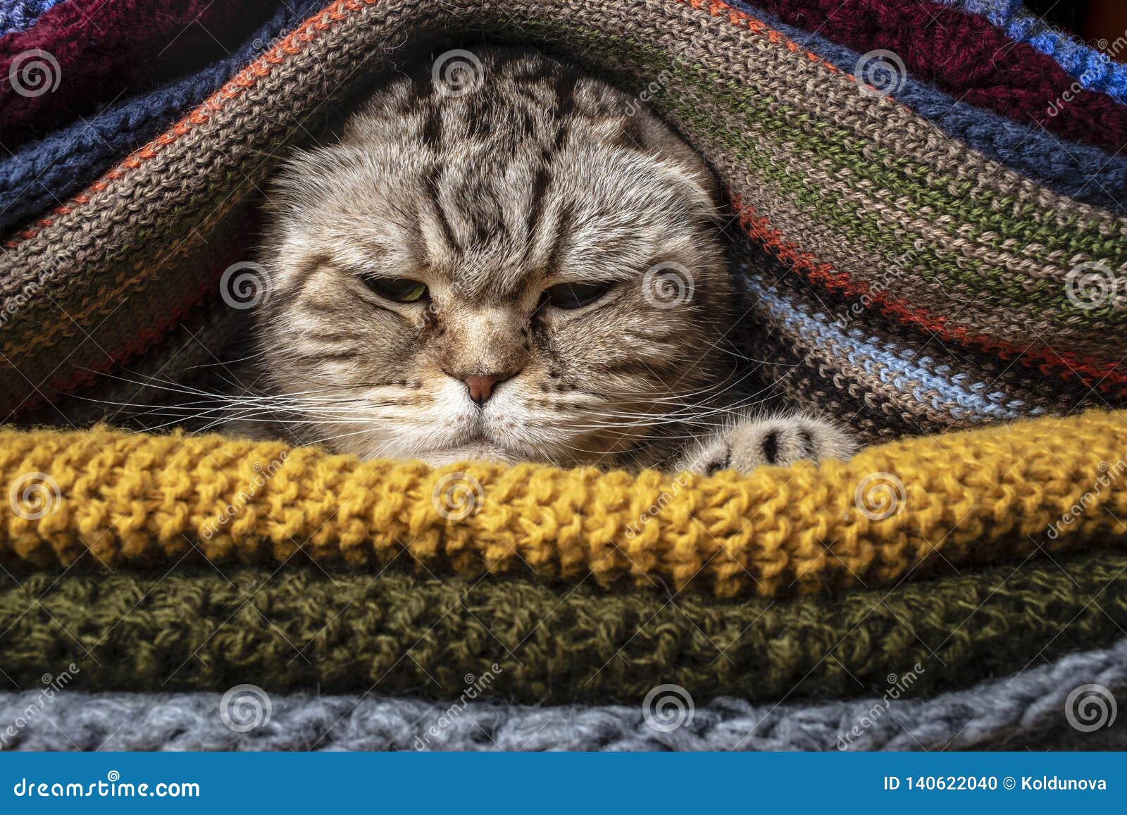 Le Pli Ecossais De Chat Drole Fache Se Prepare A L Automne Et A L Hiver Froids Enveloppe Et Se Cache Dans Une Pile Des Vetements Photo Stock Image Du Prepare Enveloppe